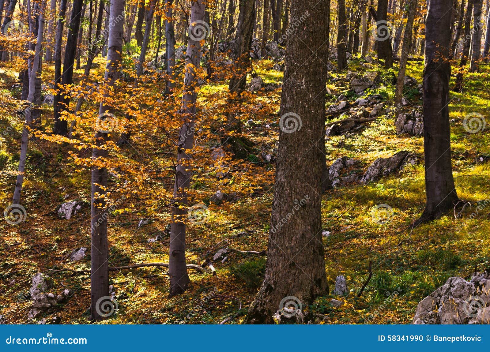 inside forests of djerdap national park on a fall sunny day