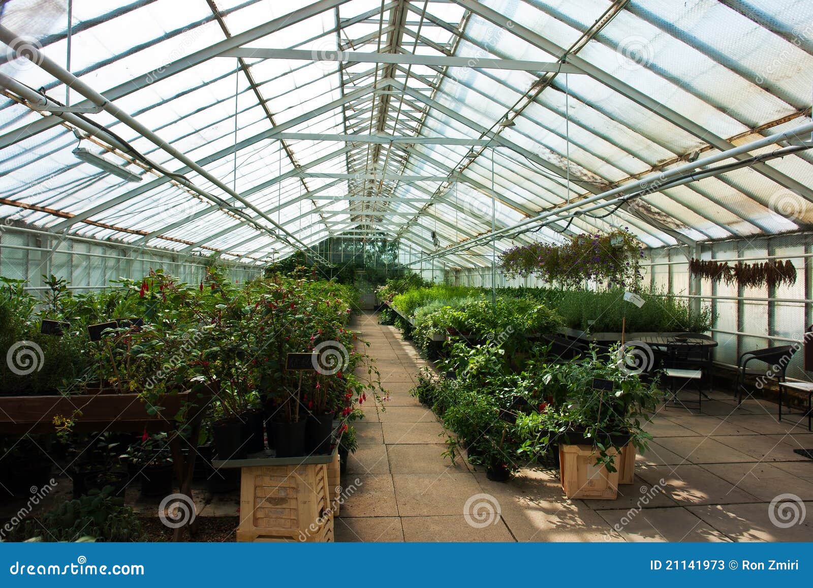 Inside a Greenhouse Full of Plants and Flowers Stock Image Image of