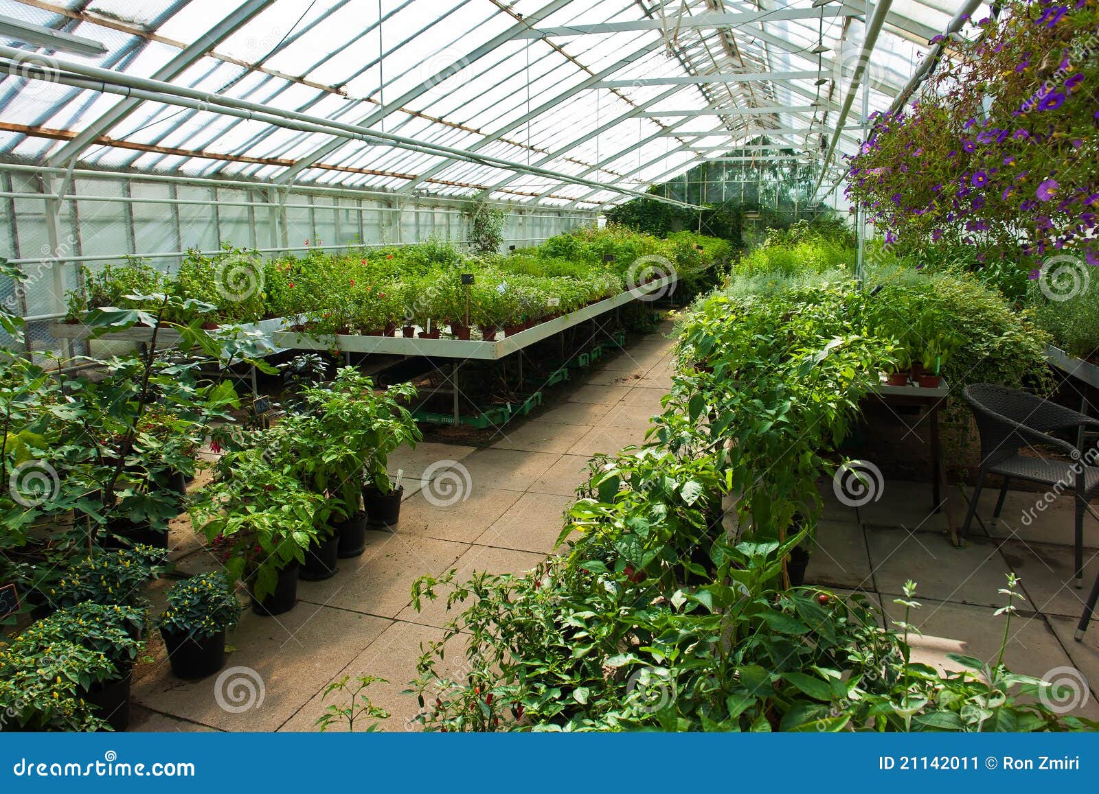 Inside a Greenhouse Full of Plants and Flowers Stock Image Image of