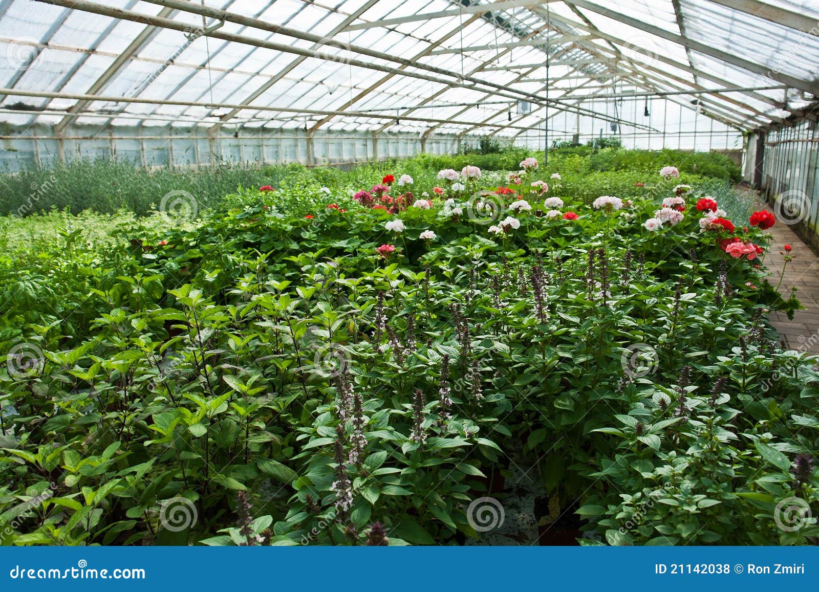 Inside a Greenhouse Full of Plants and Flowers Stock Photo Image of