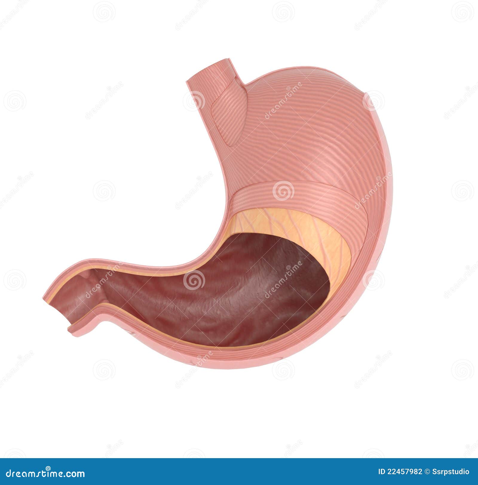 Inside Human Stomach stock illustration. Illustration of human - 22457982