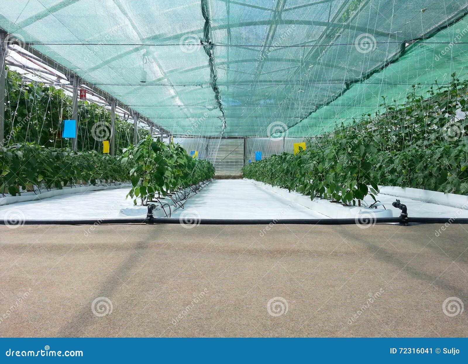 inside hydroponic hothouse