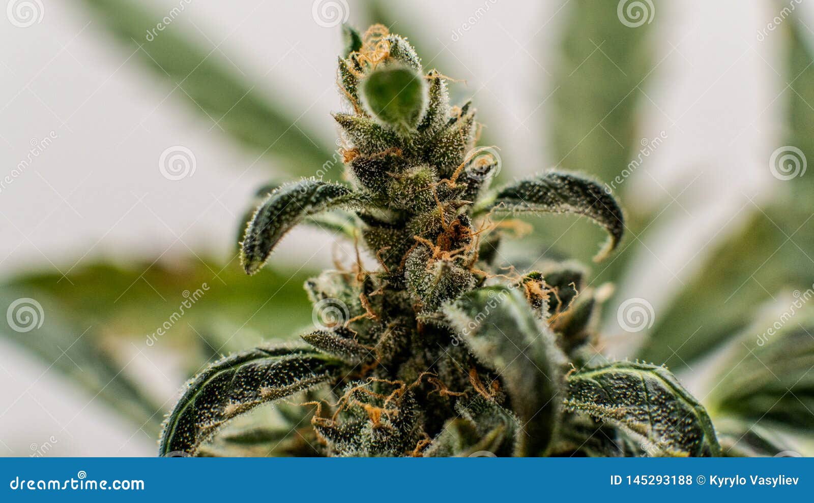 Инсайд марихуаны цветочный наркотик