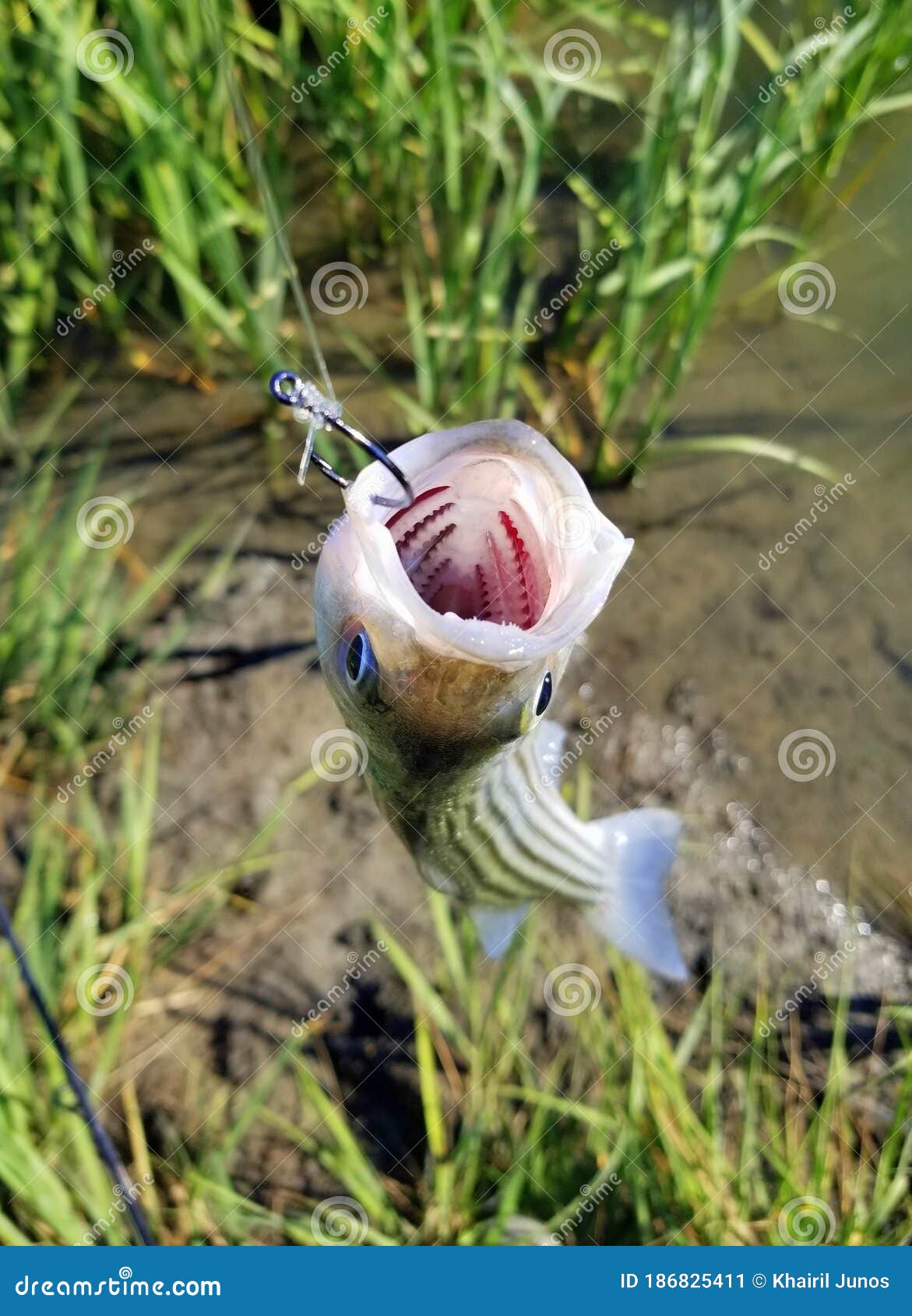https://thumbs.dreamstime.com/z/inside-mouth-small-striped-bass-hanging-fishing-line-hook-inside-mouth-small-striped-bass-hanging-186825411.jpg