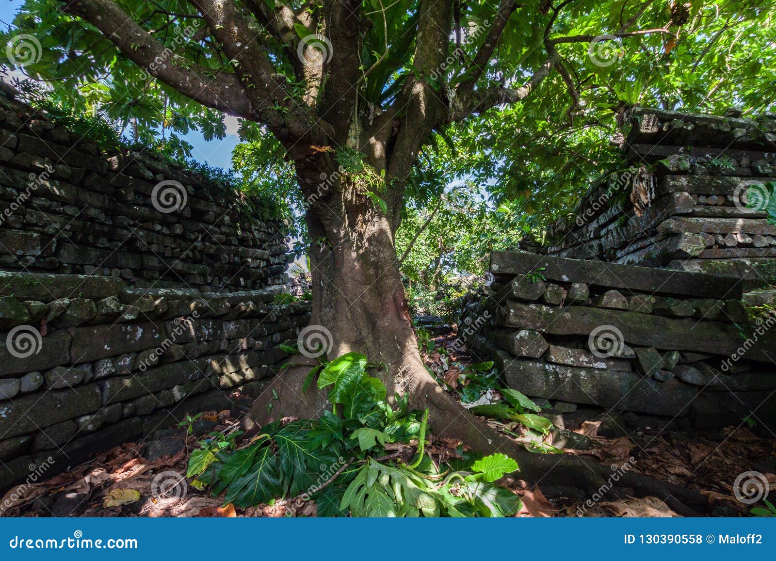 inside nan madol: walls, and moat made of large basalt slabs, overgrown ruins in jungle, pohnpei, carolines, micronesia, oceania.