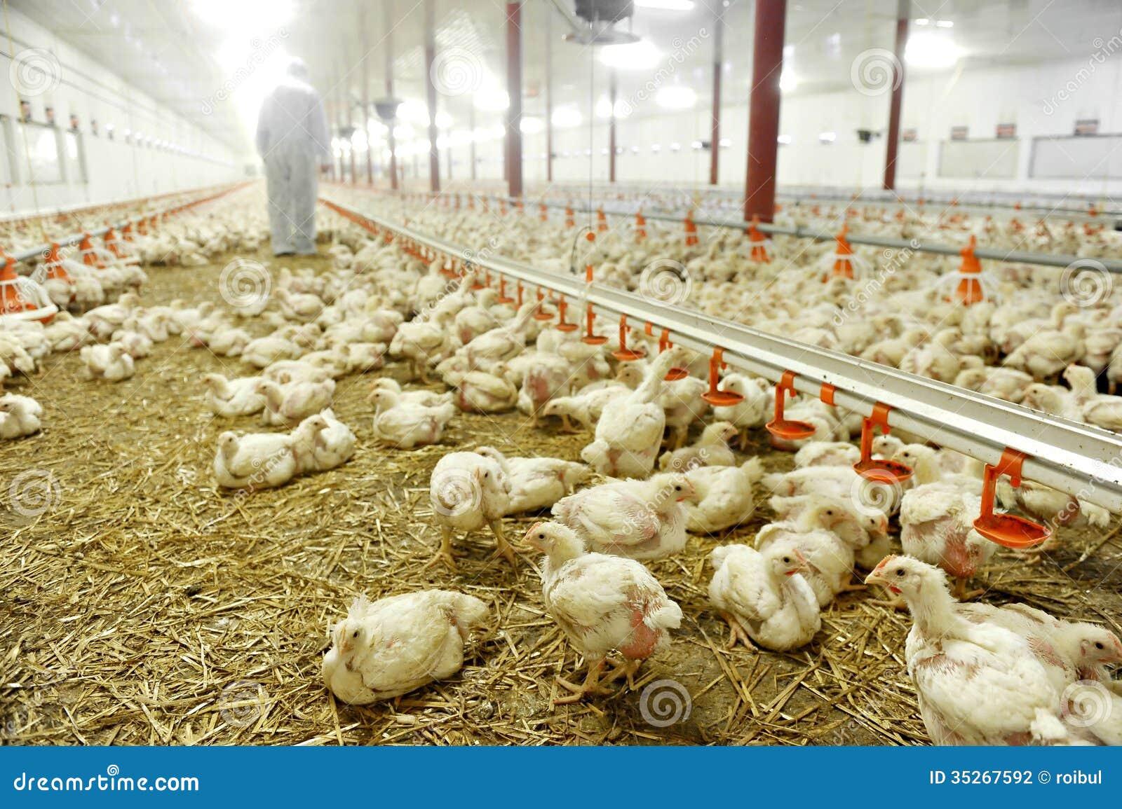 inside a poultry farm