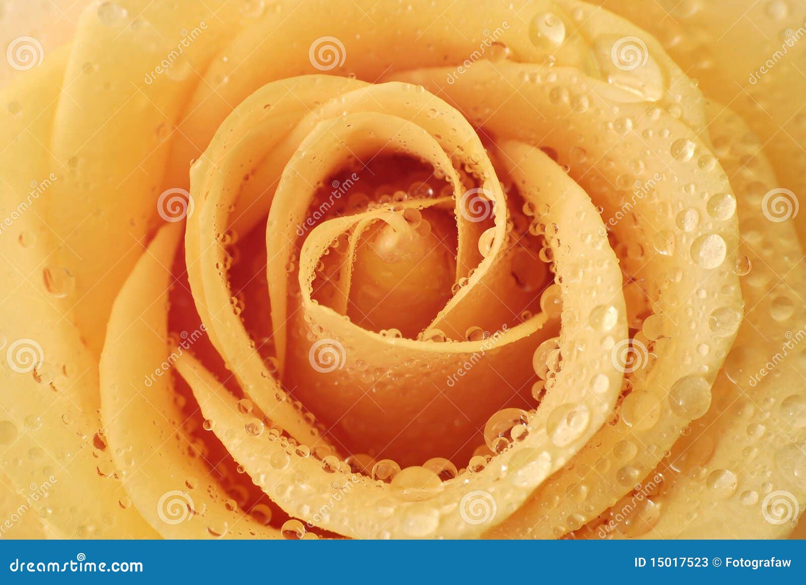 Inside of the rose stock image. Image of nature, cramming 15017523