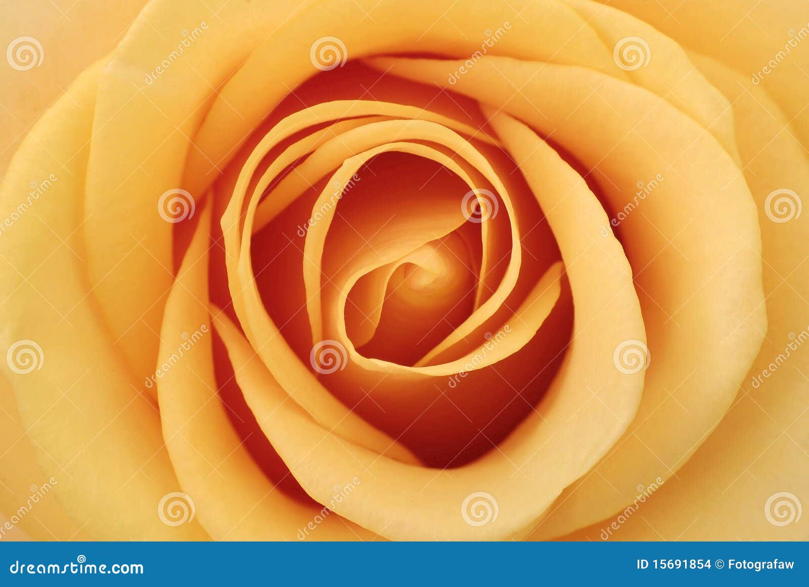 Inside Of The Rose Stock Images Image 15691854
