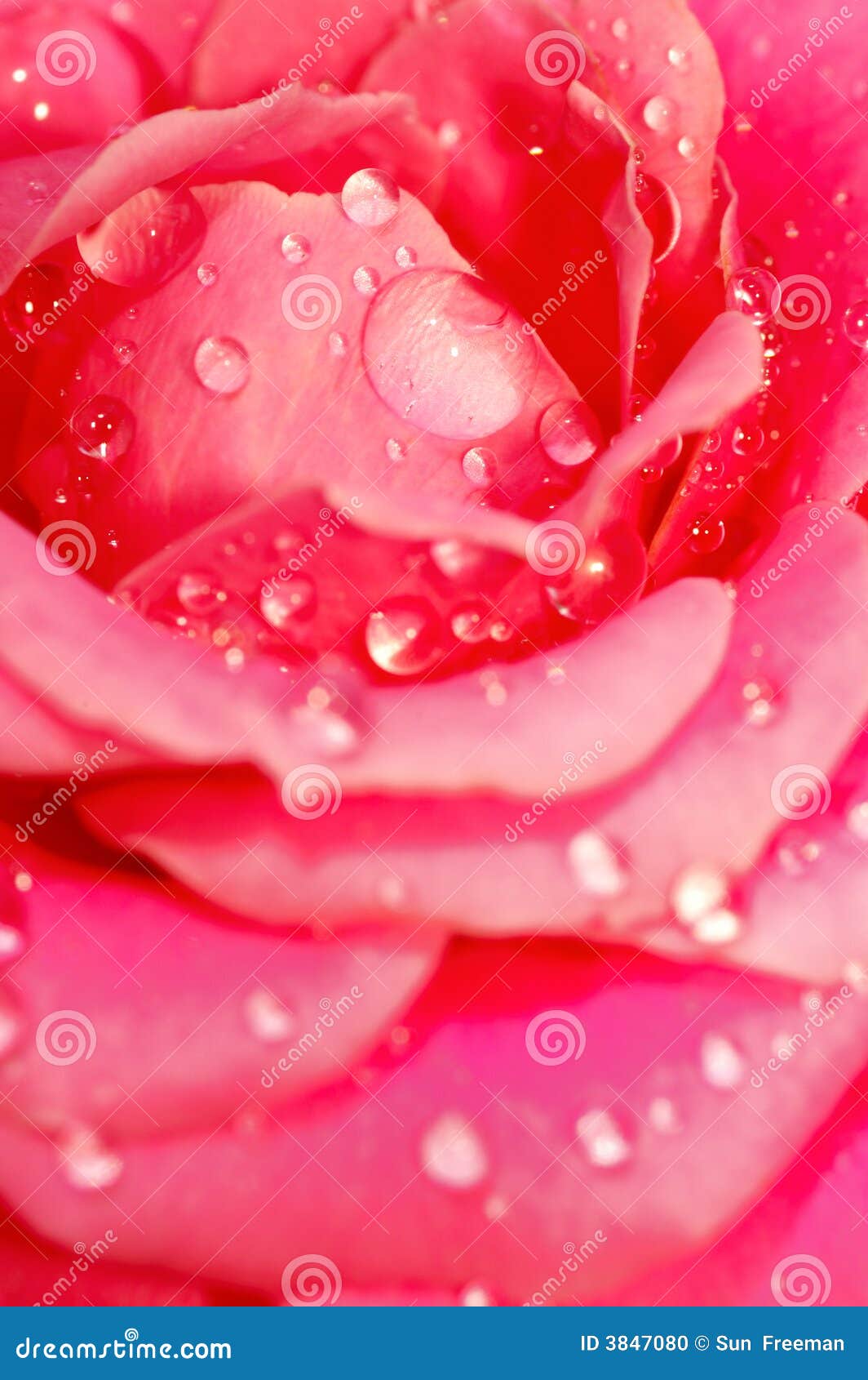Inside rose flower stock photo. Image of garden, fantasy 3847080