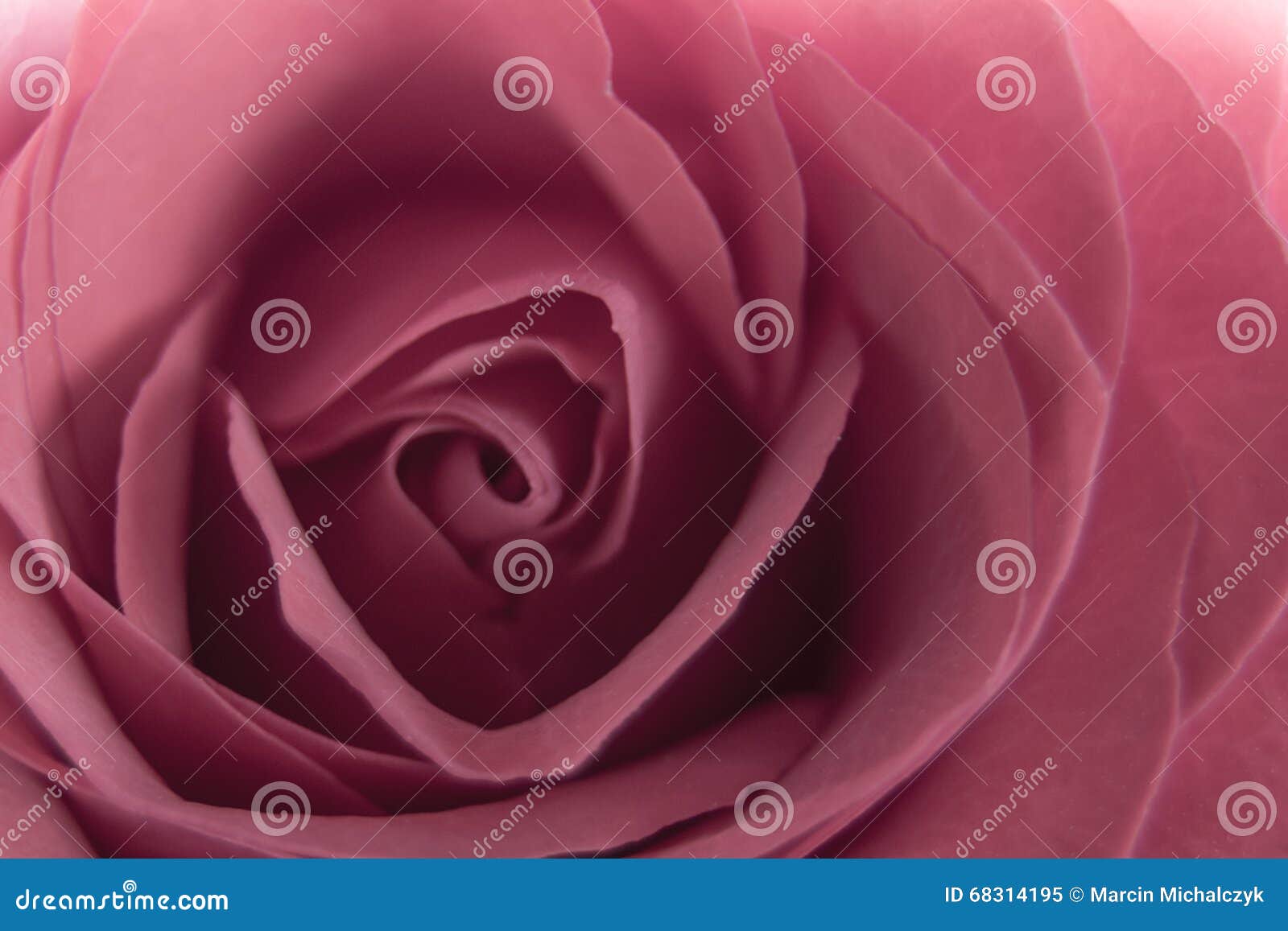 Inside the rose stock image. Image of zone, background 68314195
