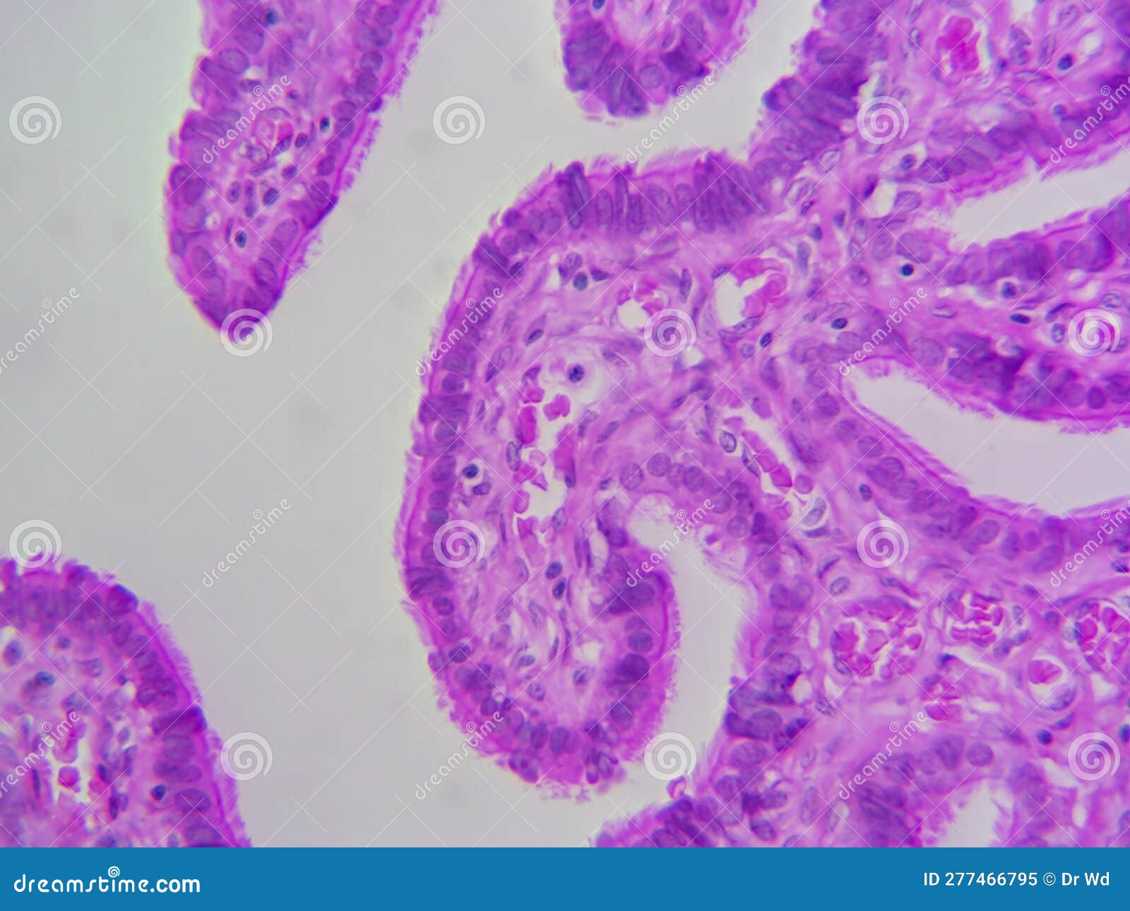 Simple Columnar Epithelium Stock Image CartoonDealer 93292693 simple-columnar-epithelium-stock-image-cartoondealer-93292693