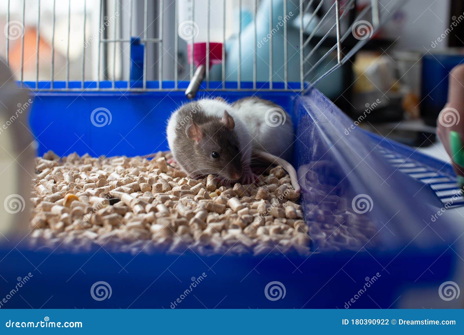 Inside View of the Animal Cage with a Rodent Inside. Stock Photo