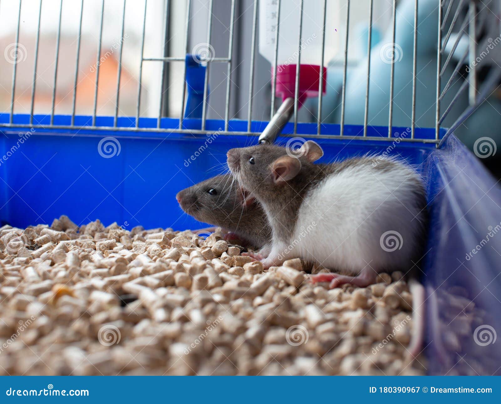 Inside View of the Animal Cage with a Rodent Inside. Stock Image