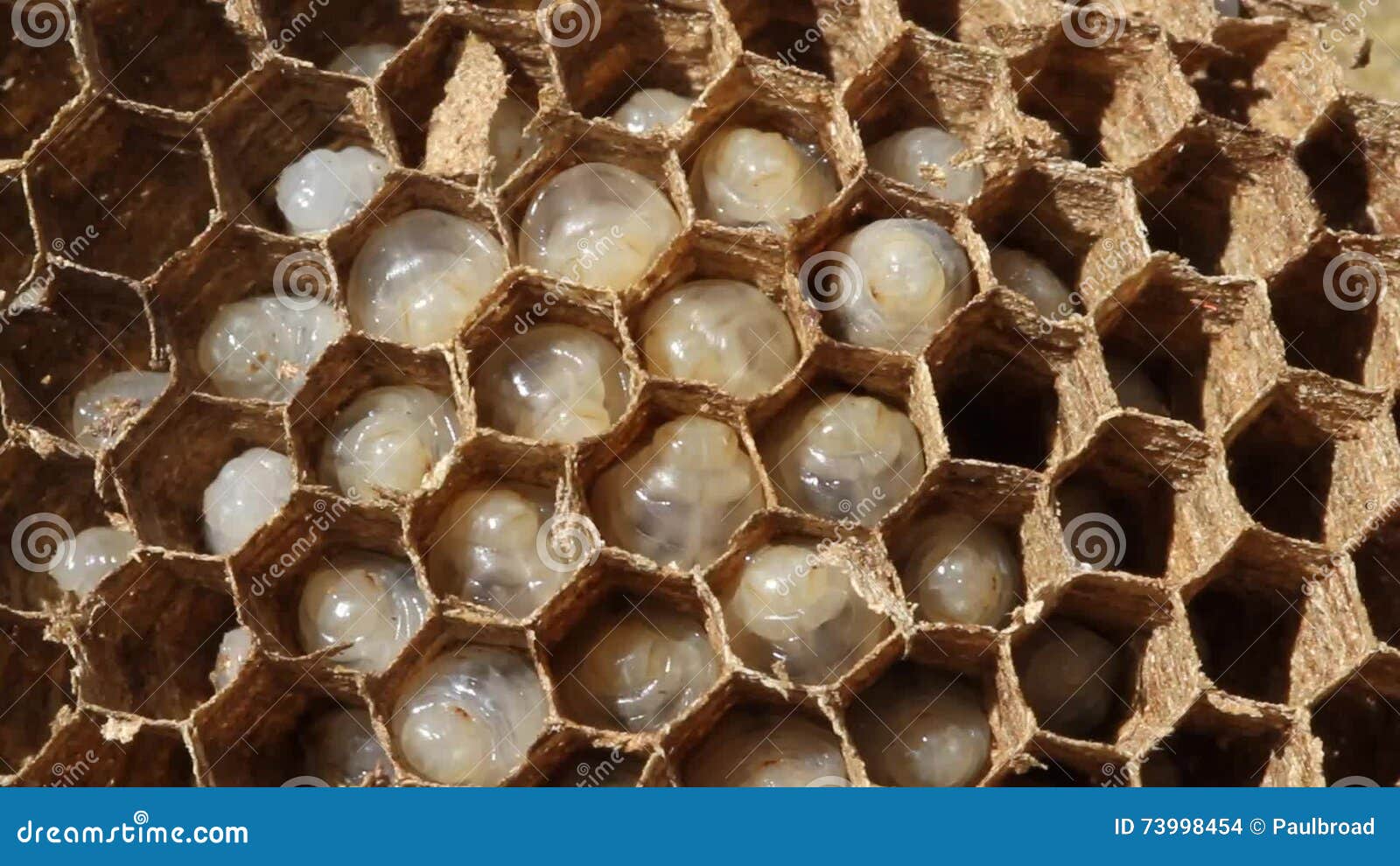 Inside A Wasp Nest Showing Hexagonal Structure And Eggs Stock Footage Video Of Larvae Location