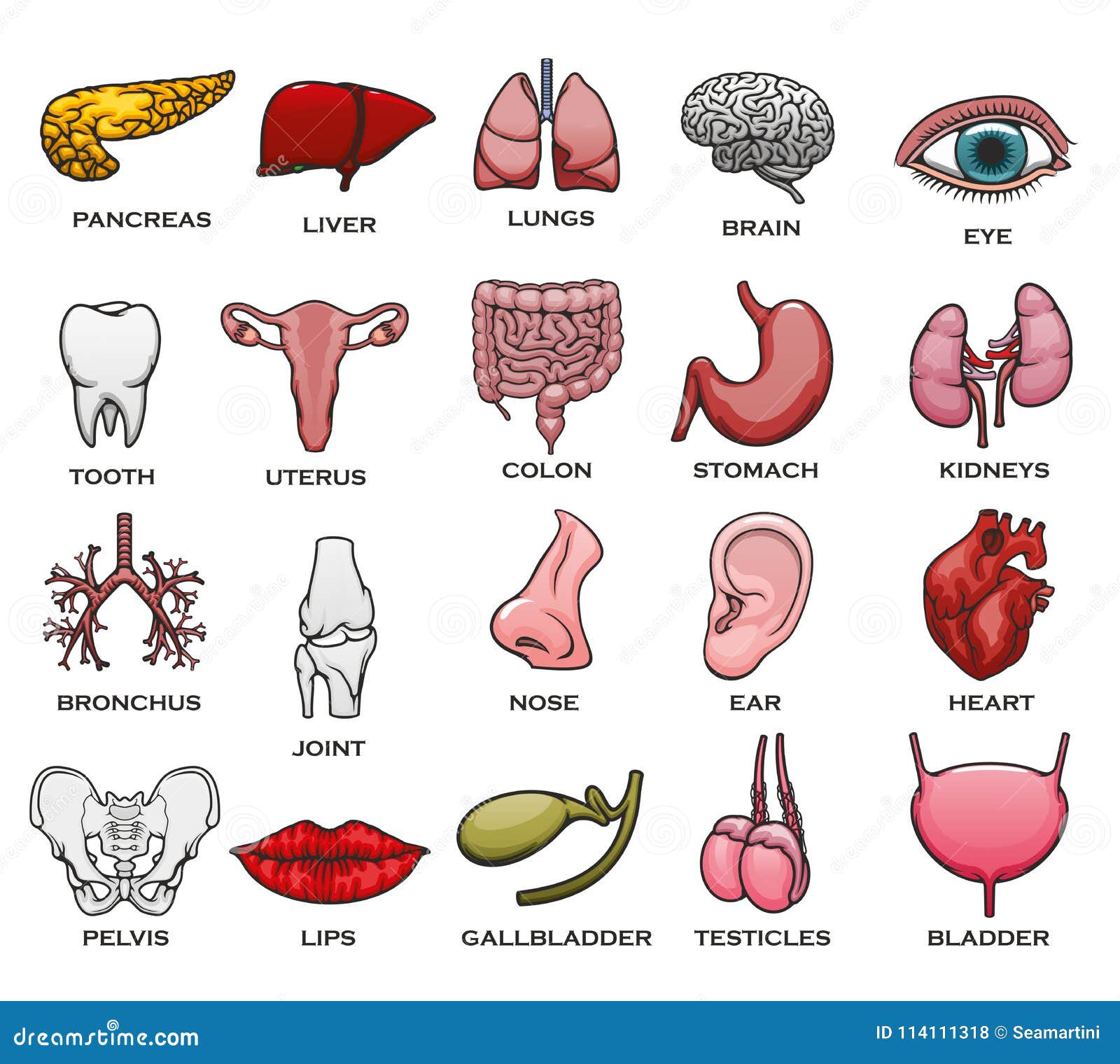 Human Body Parts Tamil And English - Body Parts Name In Tamil And