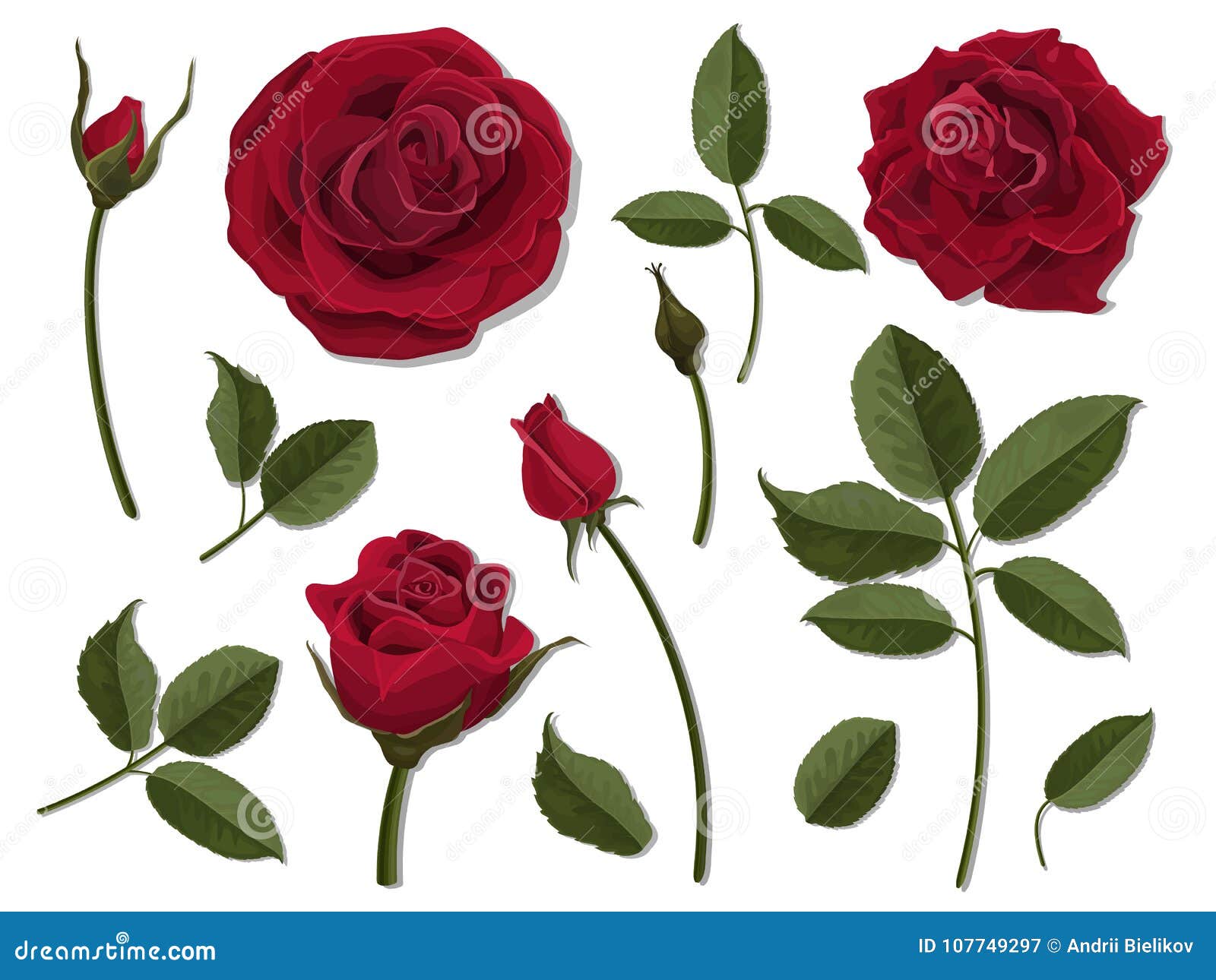 Insieme Delle Parti Del Fiore Della Rosa Rossa Illustrazione Vettoriale Illustrazione Di Bello Decorativo