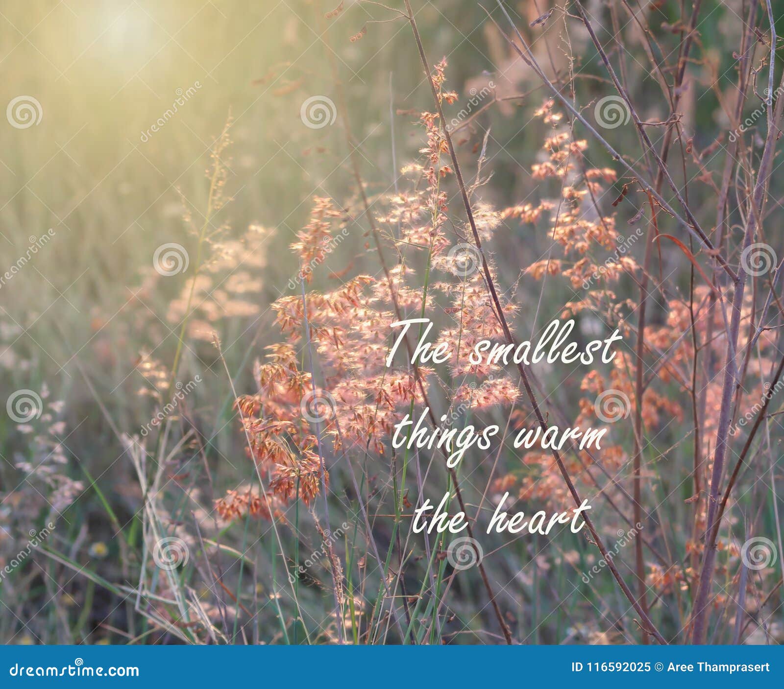 Inspirational and Motivation Quote on Blurred Grass Flower ...