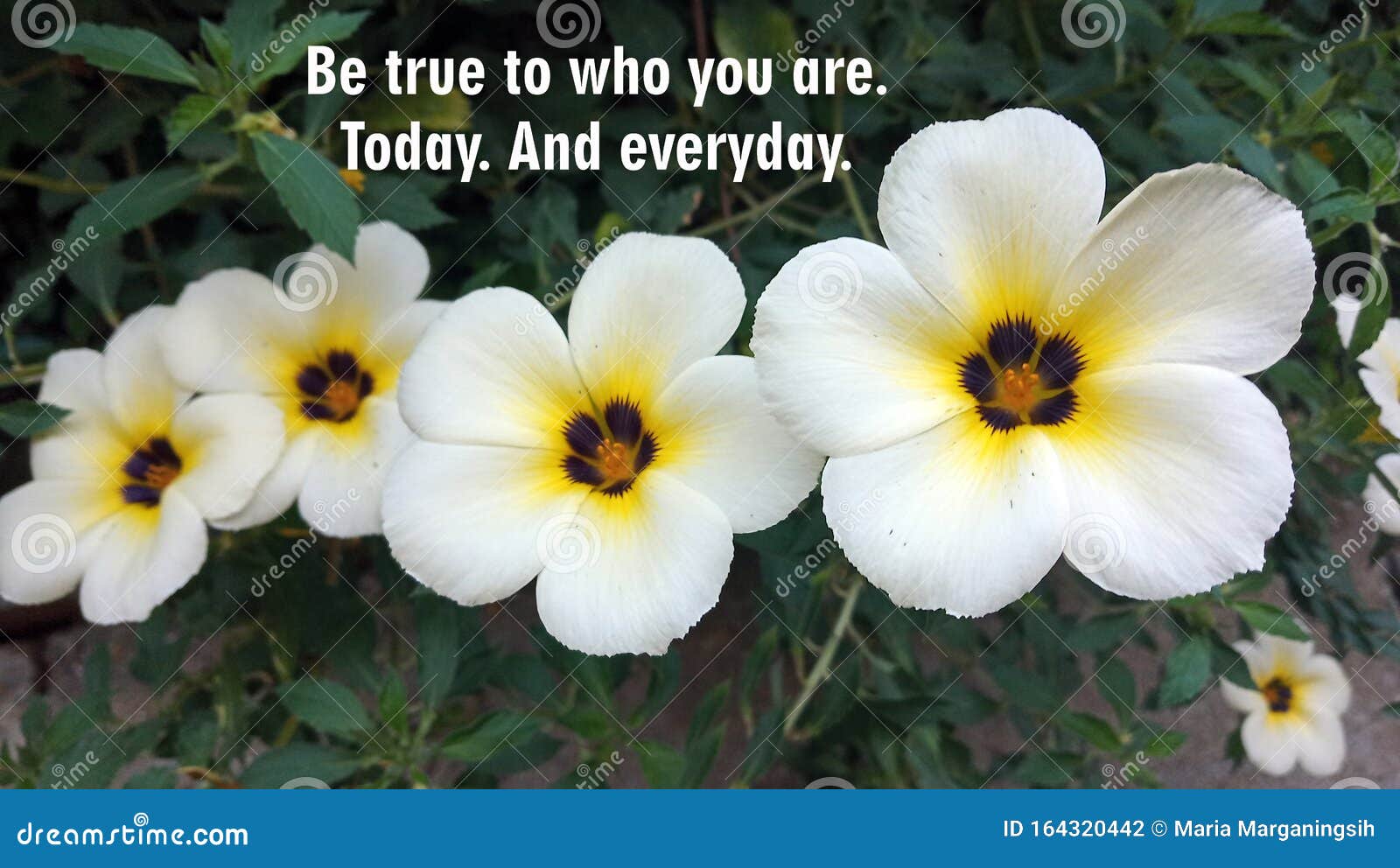inspirational motivational quote - be true to who you are. today. and everyday. with white flowers background.