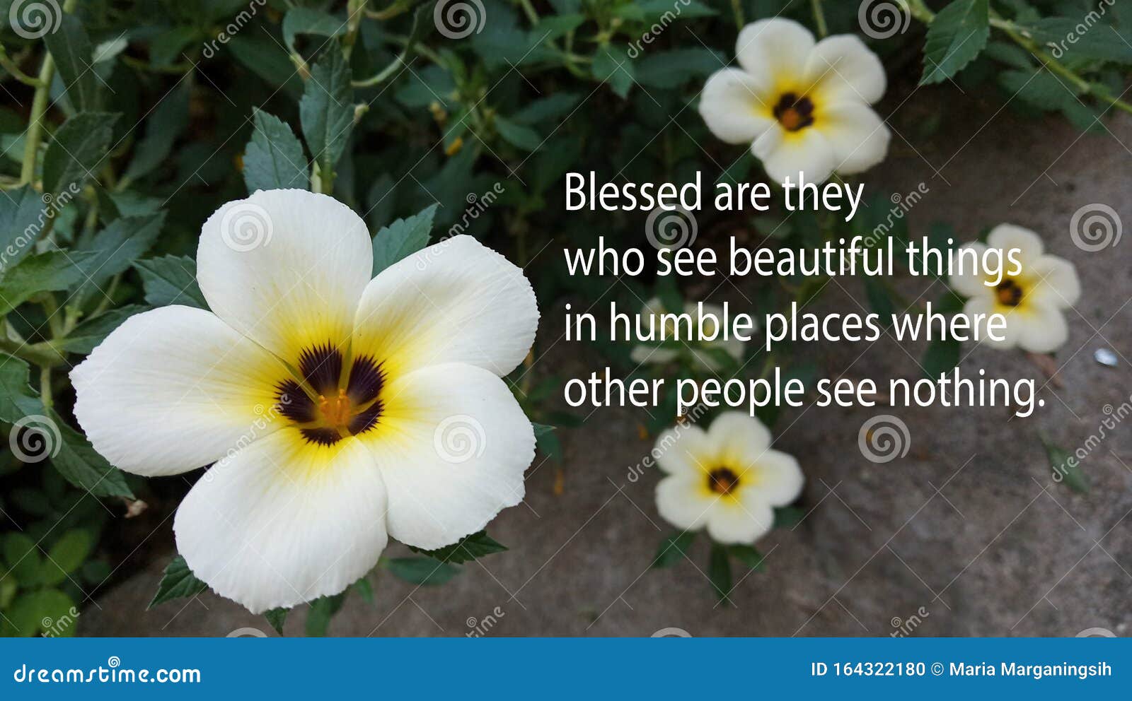 inspirational quote - blessed are they who see beautiful things in humble places where other people see nothing.