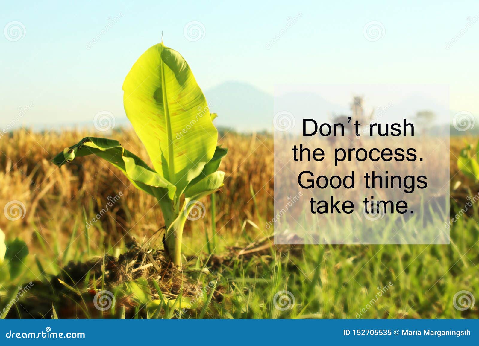 inspirational quote - do not rush the process. good things take time. with baby banana tree growth in the field as .