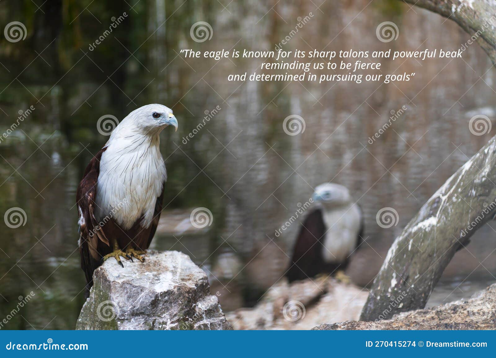 https://thumbs.dreamstime.com/z/inspirational-quote-eagle-known-its-sharp-talons-powerful-beak-reminding-us-to-be-fierce-determined-270415274.jpg