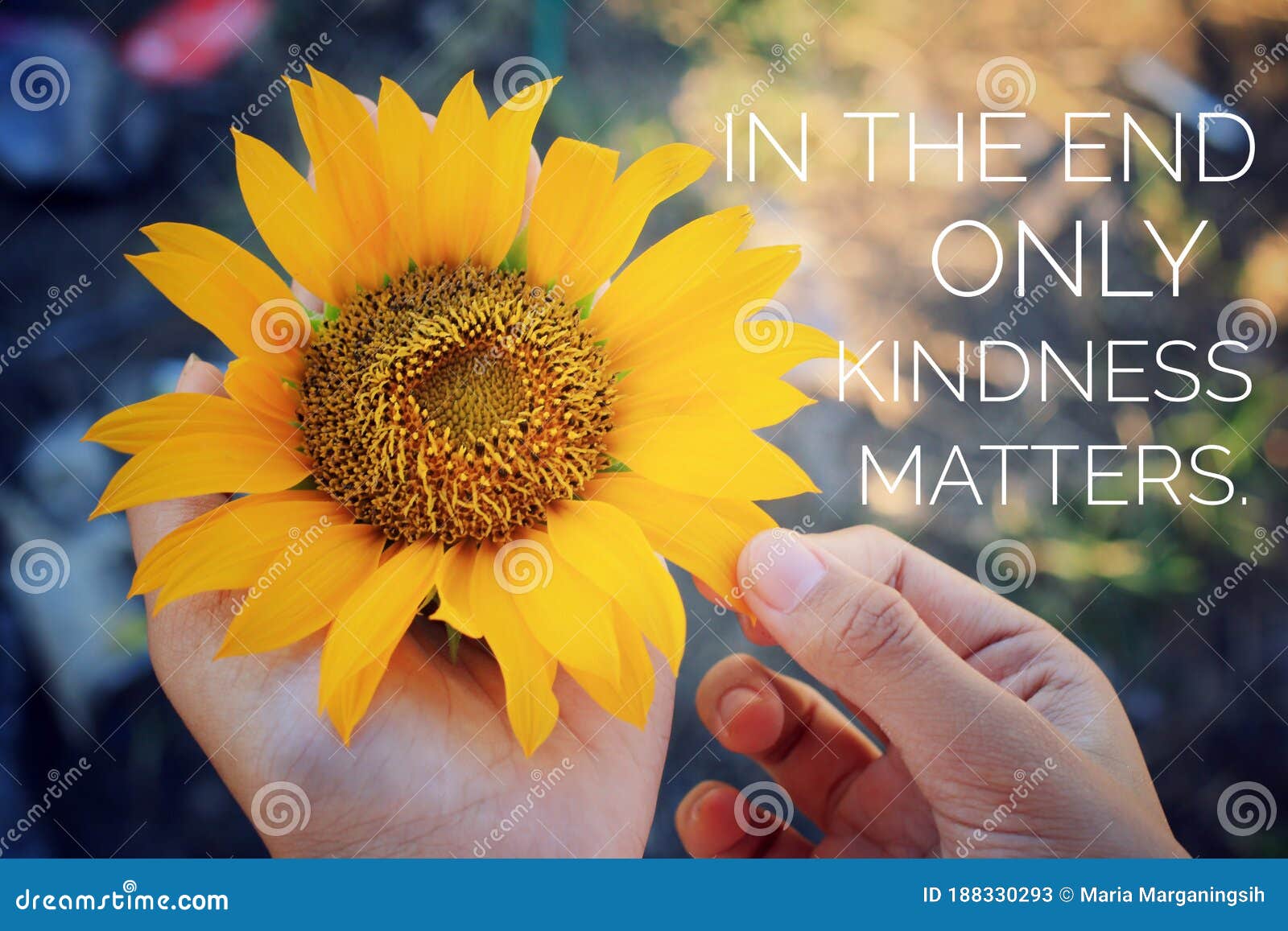 inspirational quote - in the end only kindness matters. with sunflower blossom in hands. keep being nice, be kind concept