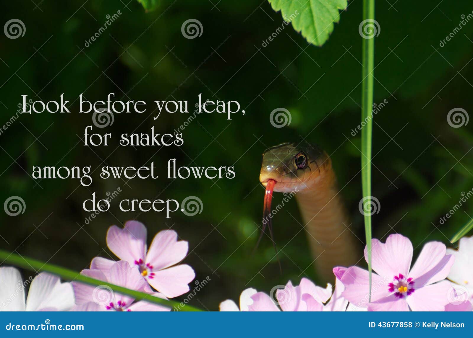 Inspirational Quote Stock Photo Image Of Poet Inspire