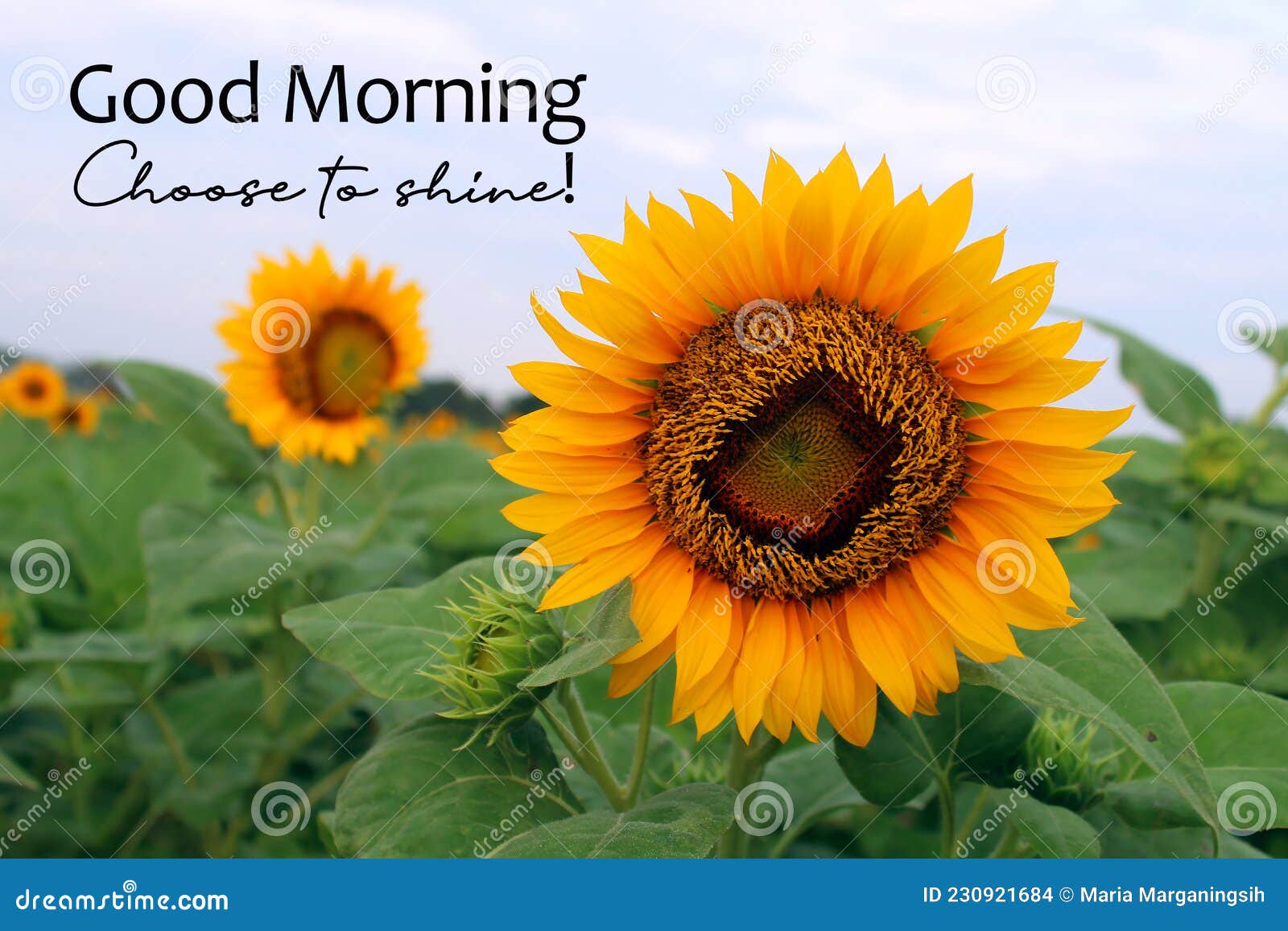 265 Inspirational Good Morning Quotes Stock Photos - Free ...