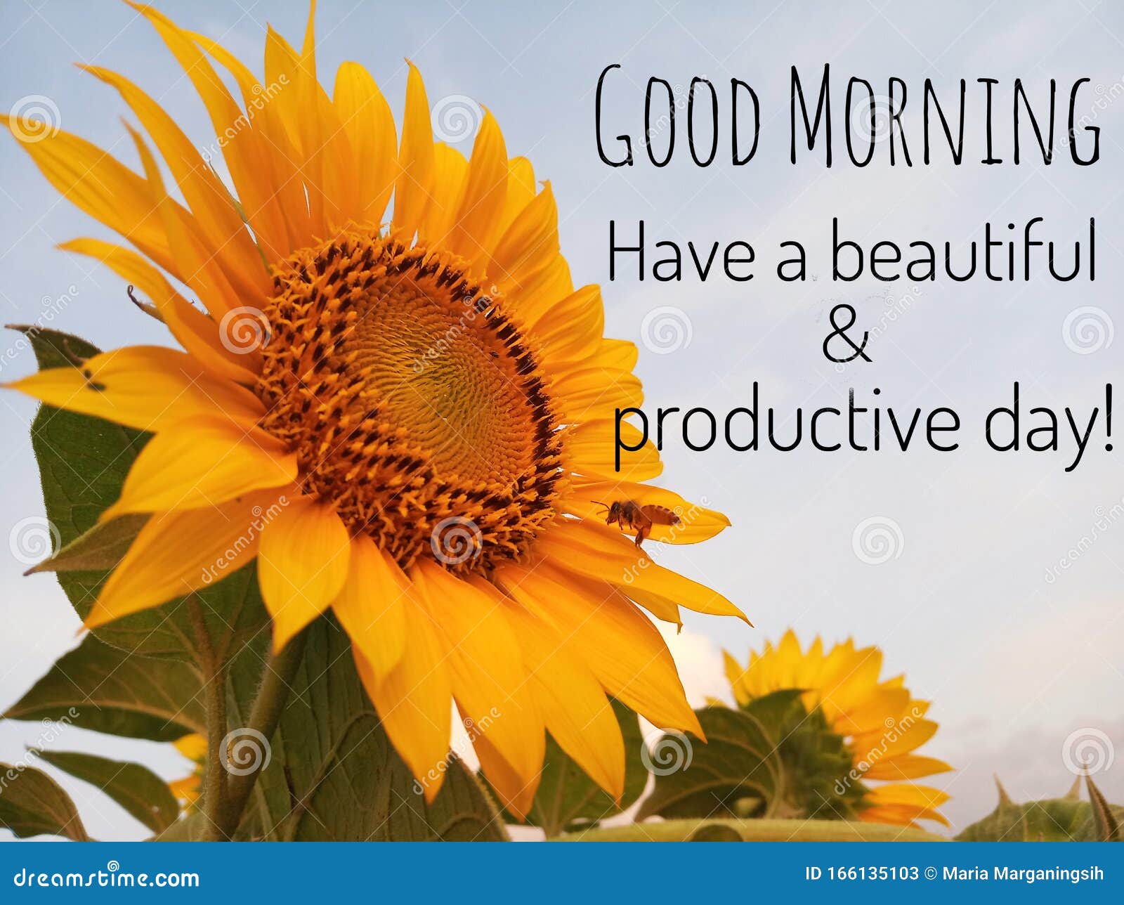 Inspirational Quote - Good Morning. Have a Beautiful and Productive Day  Stock Image - Image of beautiful, start: 166135103