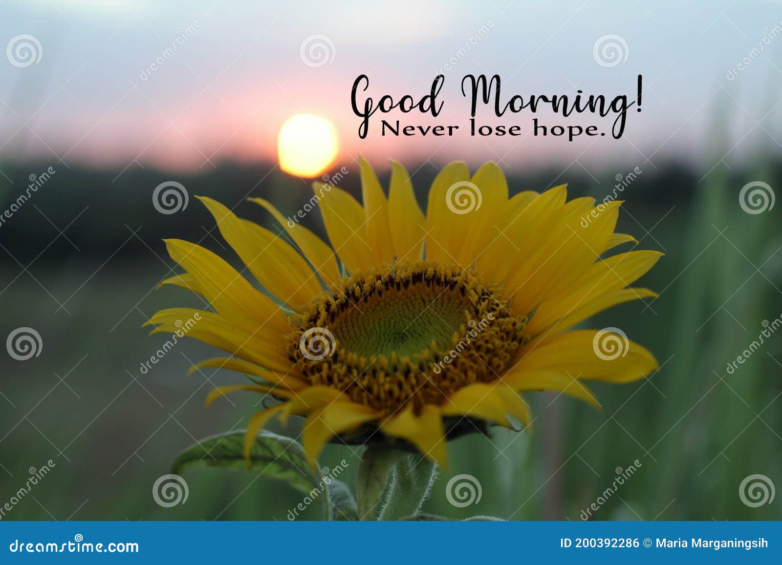 Inspirational Quote Good Morning Never Lose Hope With Sunflower Blossom On Sunrise Background Morning Greeting Message Stock Photo Image Of Light Beautiful 200392286