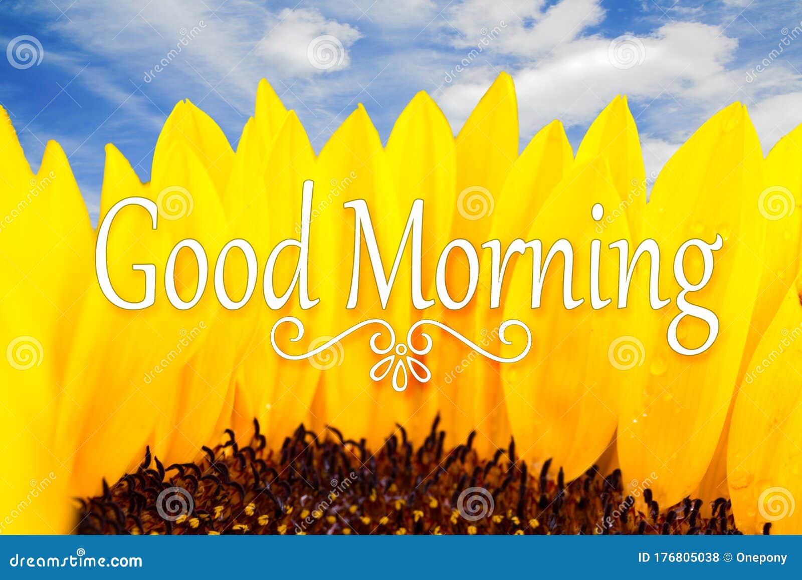 Good Morning Inspirational Quote Stock Photo - Image of sunflower ...