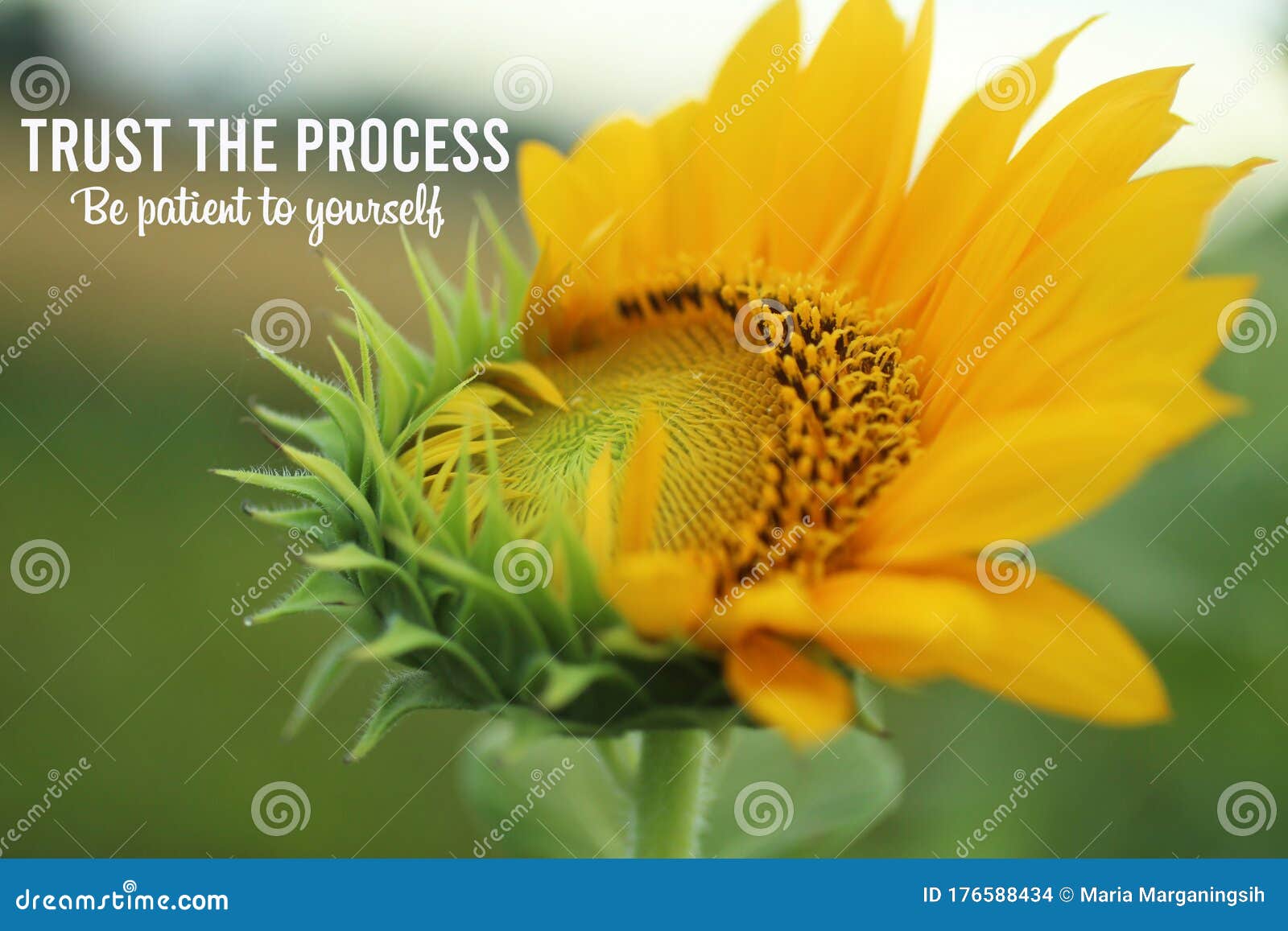 inspirational quote - trust the process. be patient to yourself. with fresh sunflower start to bloom in the morning in the garden