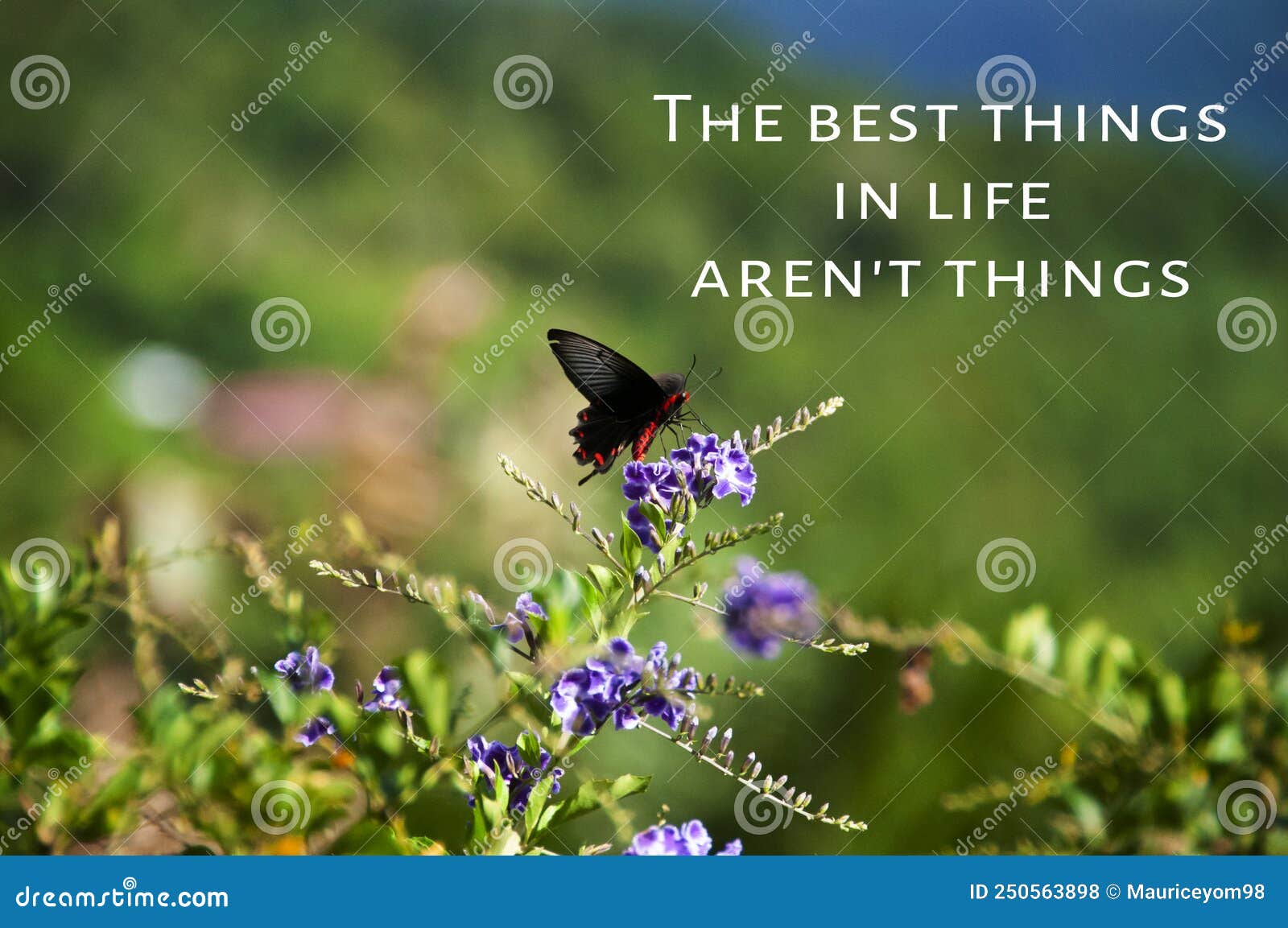 Butterfly Quotes Stock Photos - Free & Royalty-Free Stock Photos from  Dreamstime