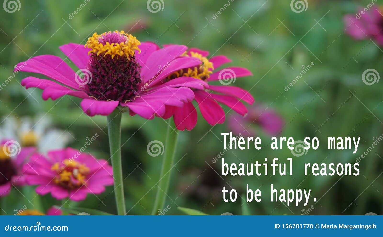 Happiness Inspirational Words Zinnia Pink Flowers In The Garden