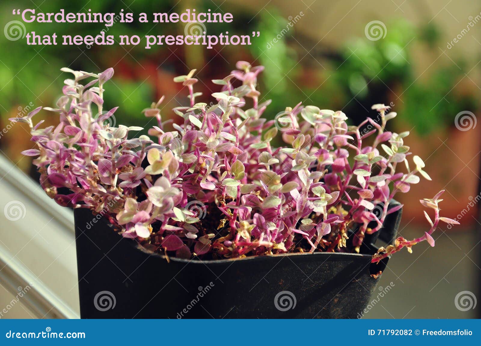 inspiring quotes on gardening stock photo image of balcony header 71792082 dreamstime com