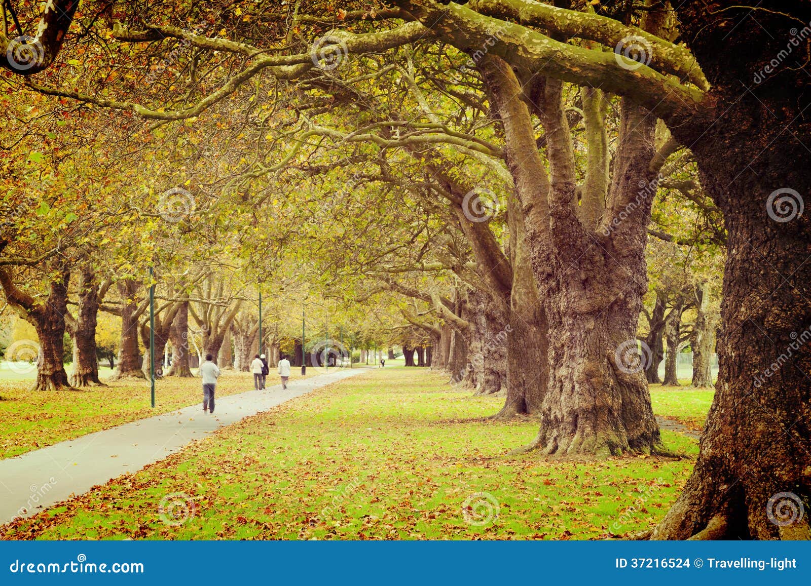 Instagram Avenue of Trees stock photo. Image of autumn 37216524