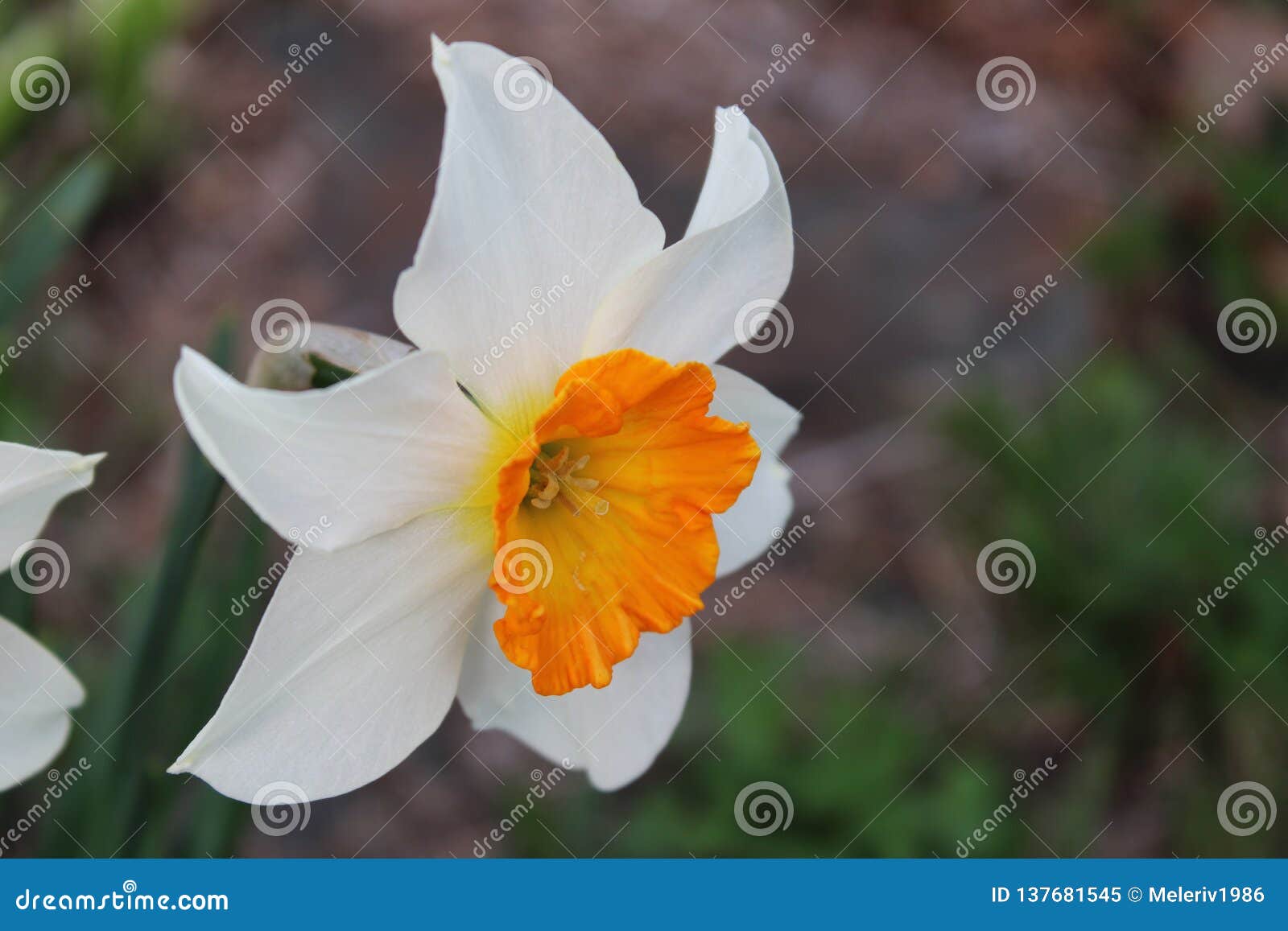 Instruction-macro De La Fleur Blanche Et Orange Image stock - Image du  photo, jardin: 137681545