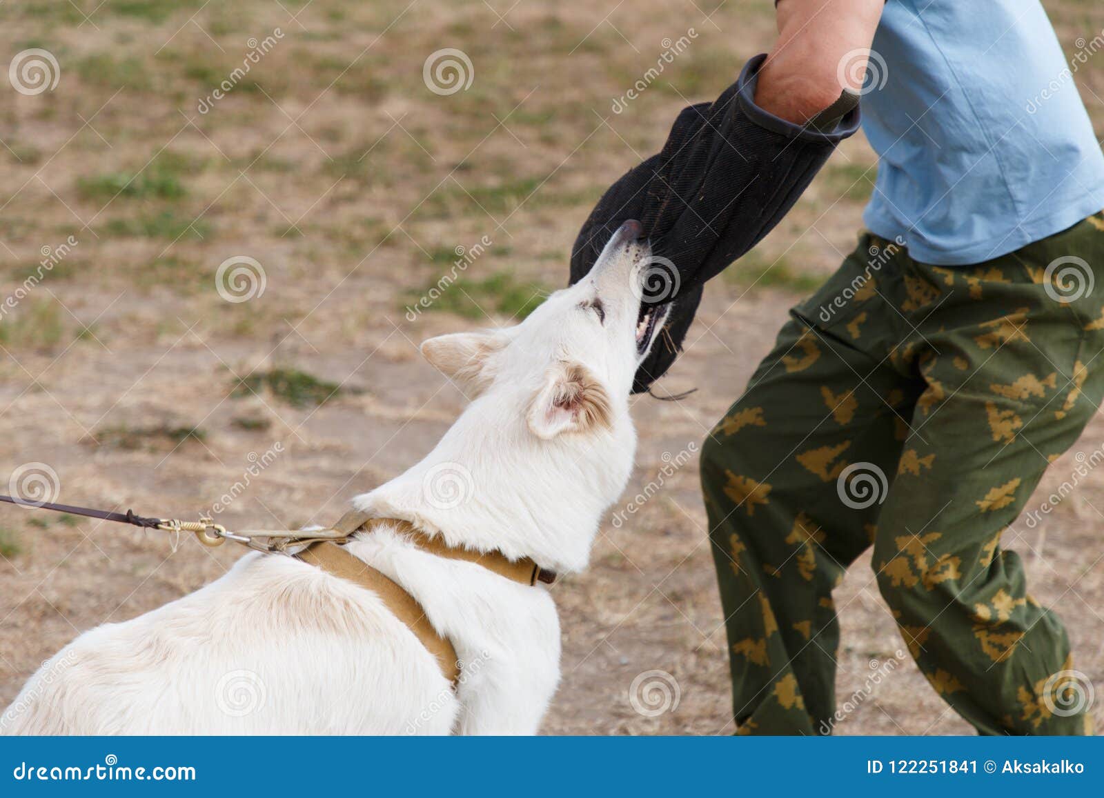 White Swiss Shepherd Pants White Swiss Shepherd Pants
