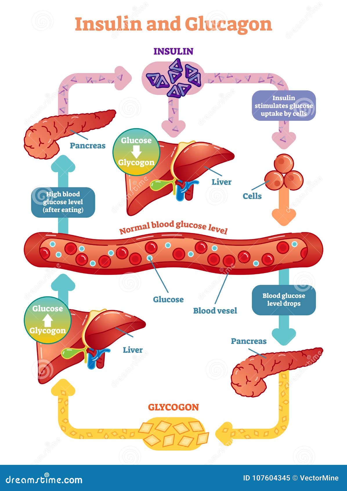 insulin and glucagon   diagram. educational medical information.
