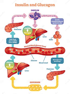 Insulin Cartoons Illustrations Vector Stock Images 11505 Pictures 