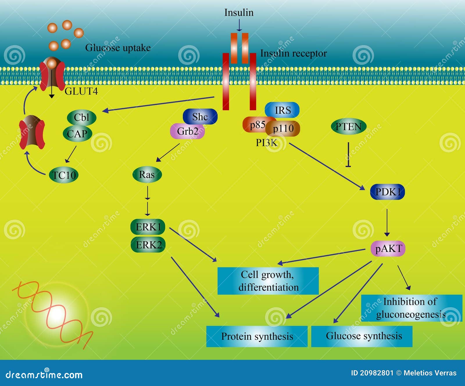 Insulin molecular pathway stock illustration. Image of illustration