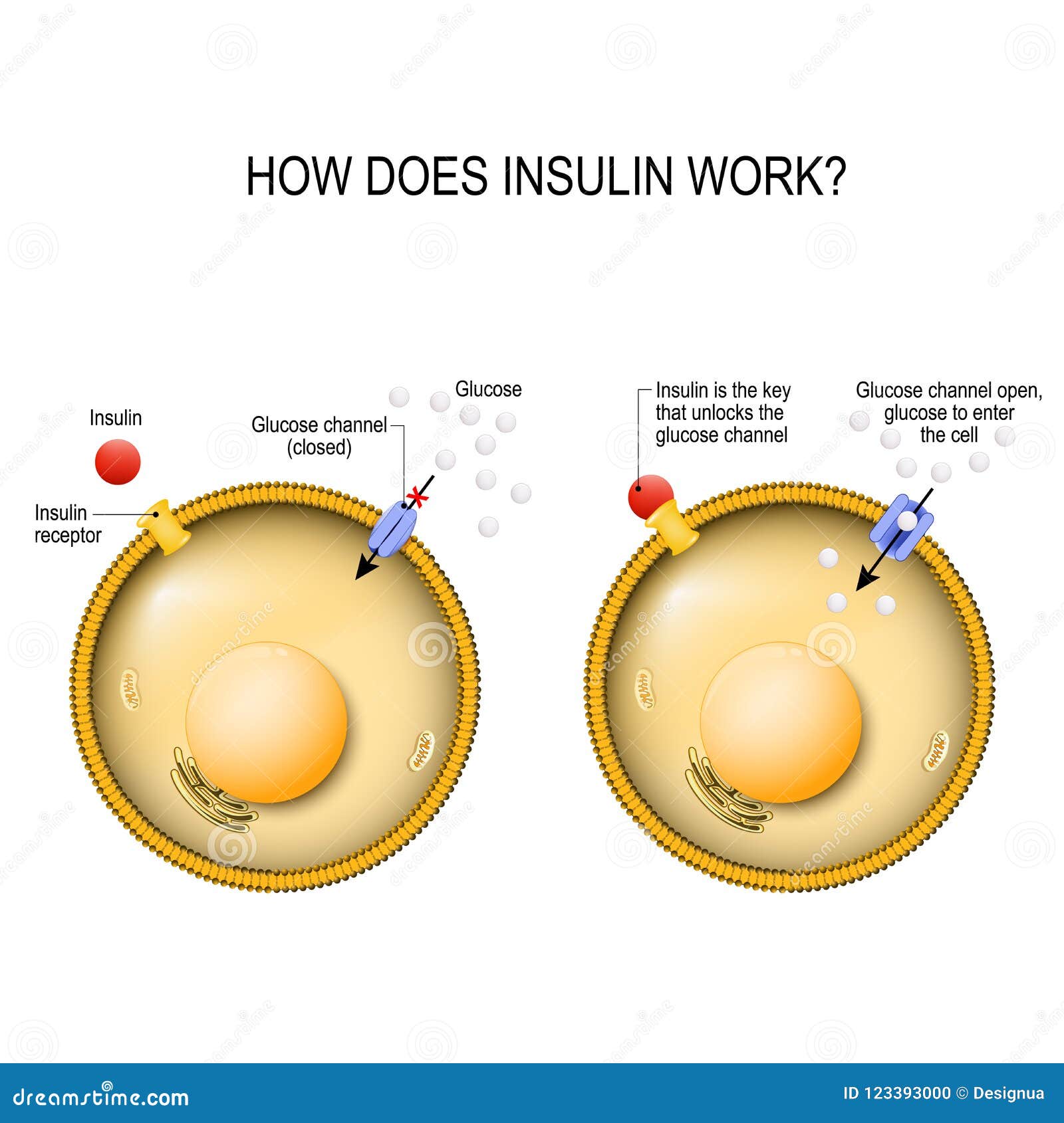 insulin is the key that unlocks the cells glucose channel