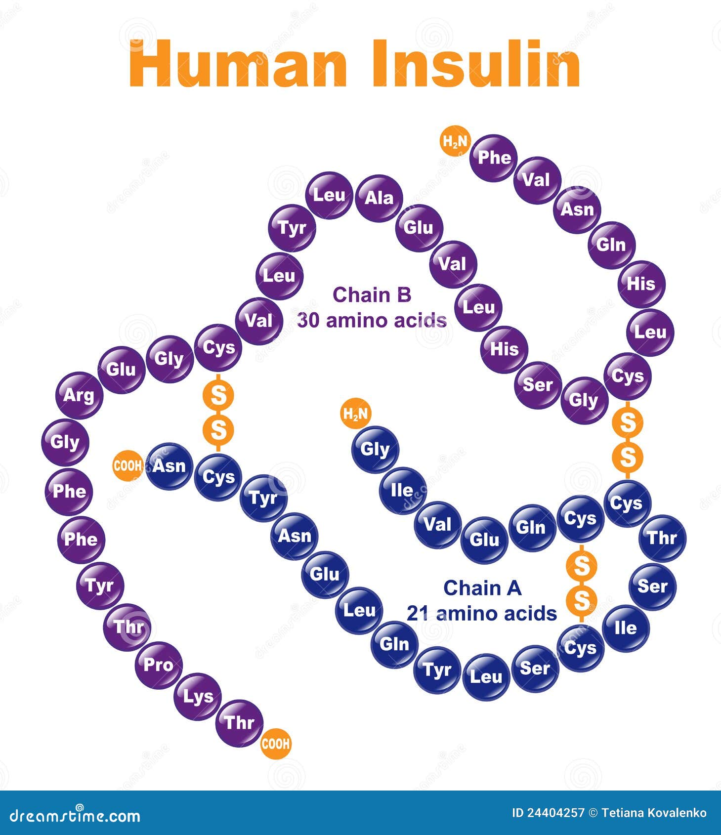 Risultati immagini per insulina molecola