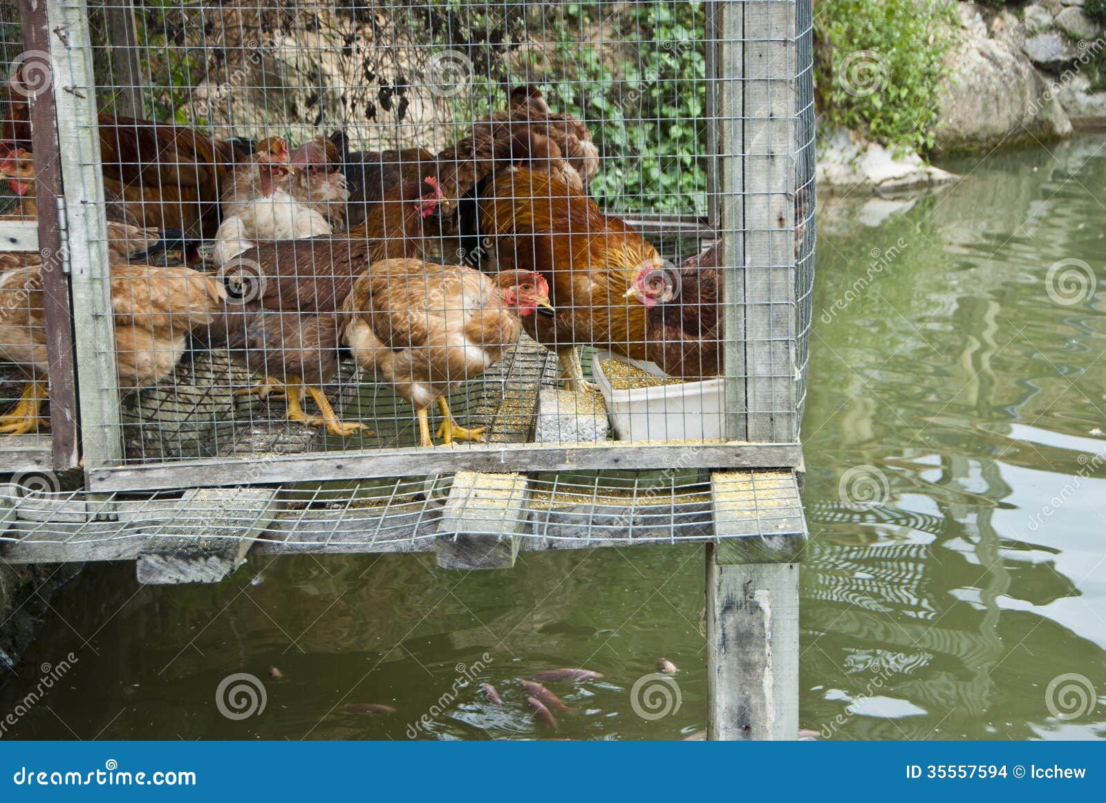 Integrated Chicken Cage Above Fish Pond Stock Photo ...