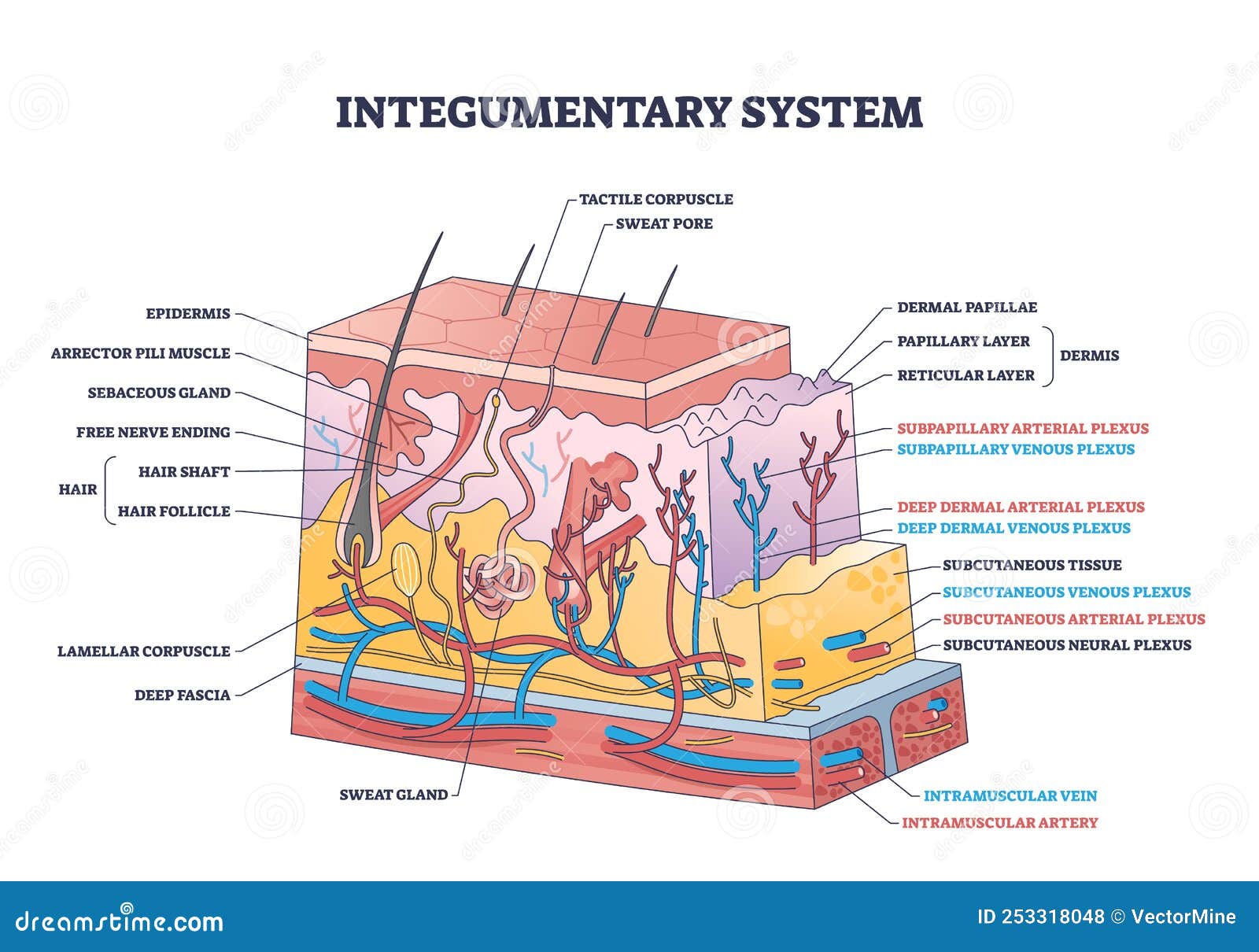 integumentary system with epidermis surface layer structure outline diagram