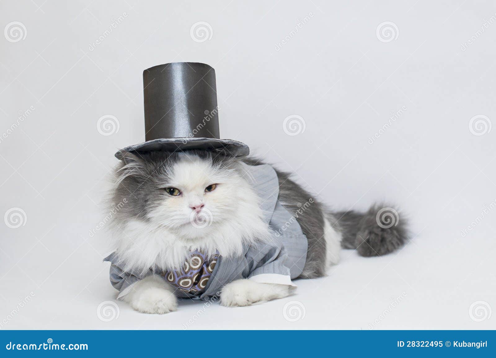 Intelligent cat stock image. Image of communication, suit - 28322495