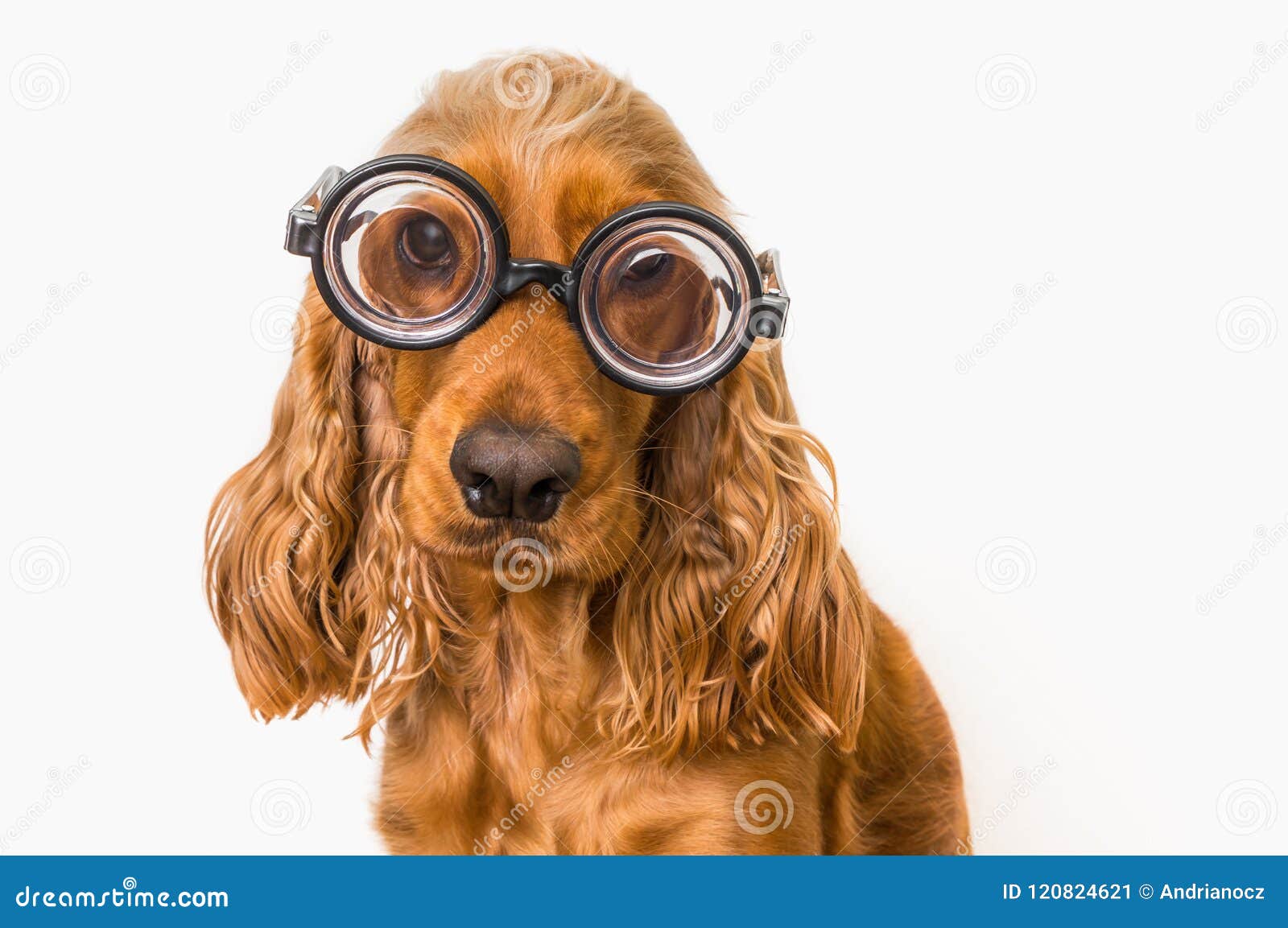 cocker spaniel intelligence