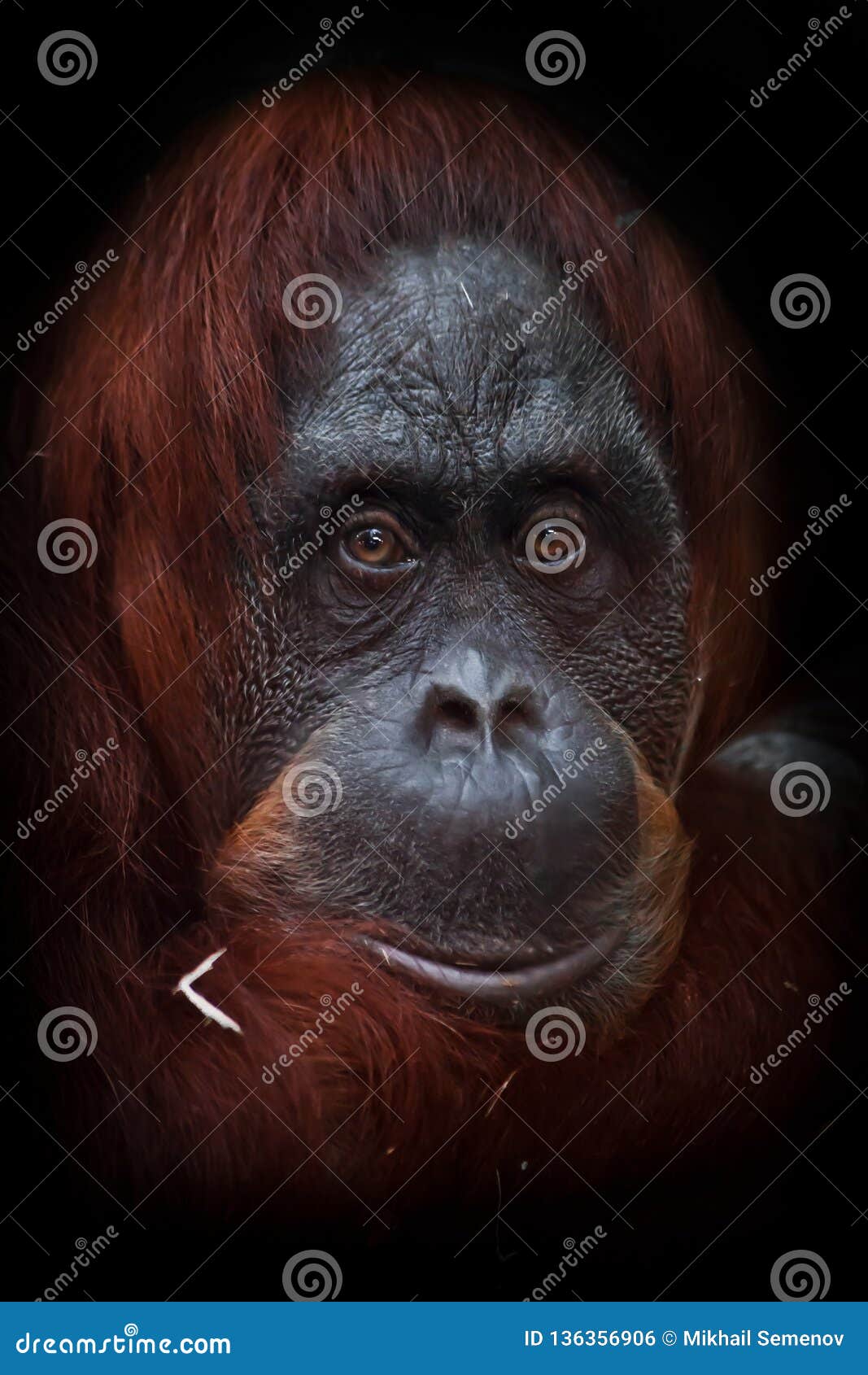 The Intelligent Face of an Orangutan Philosopher with Red Hair Stock Photo  - Image of head, brown: 136356906