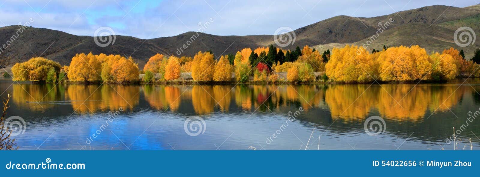 Intense Golden Foliage Along A Lakeside Near Twizel, South Island, New