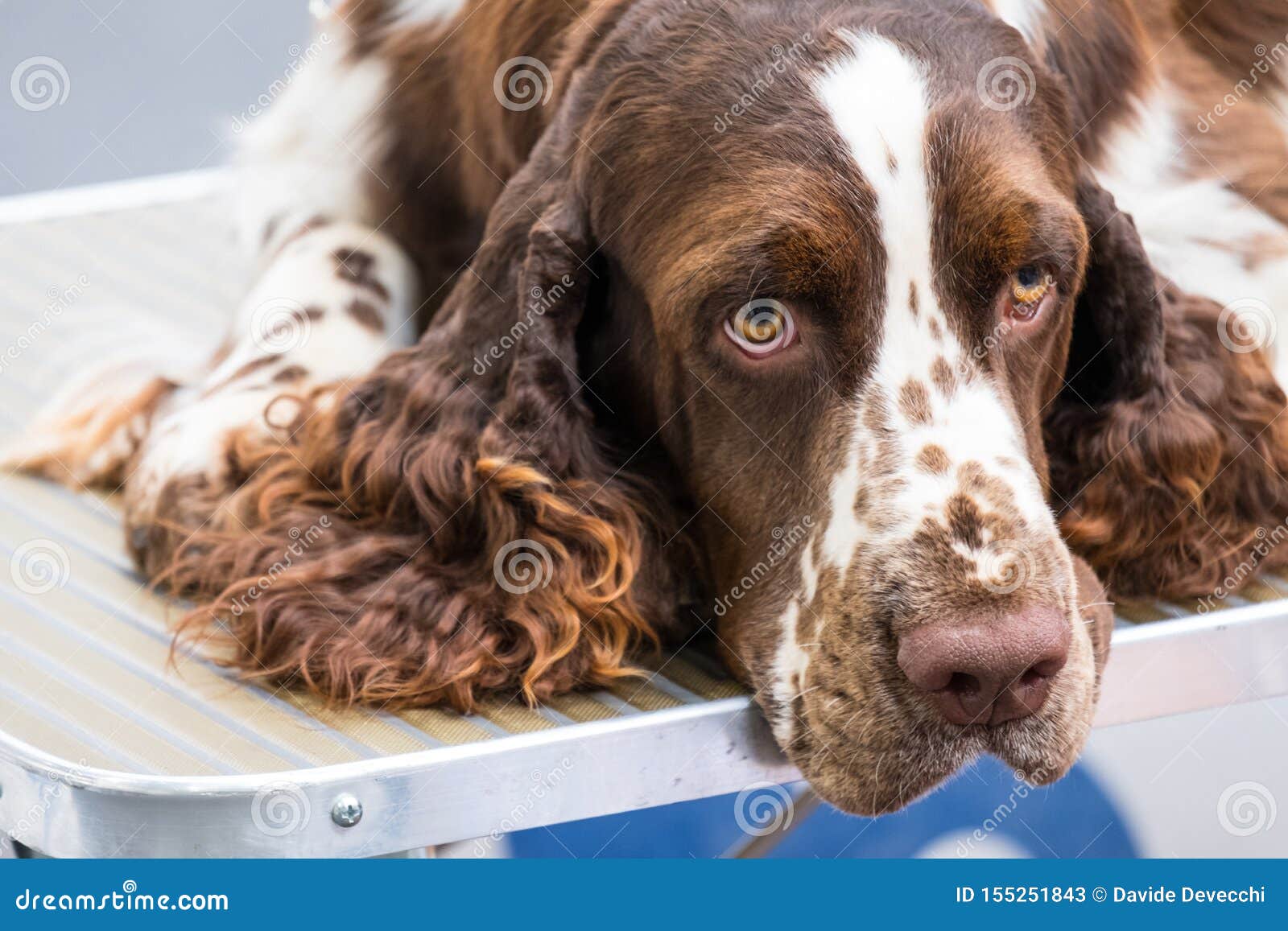 liver roan cocker spaniel puppies